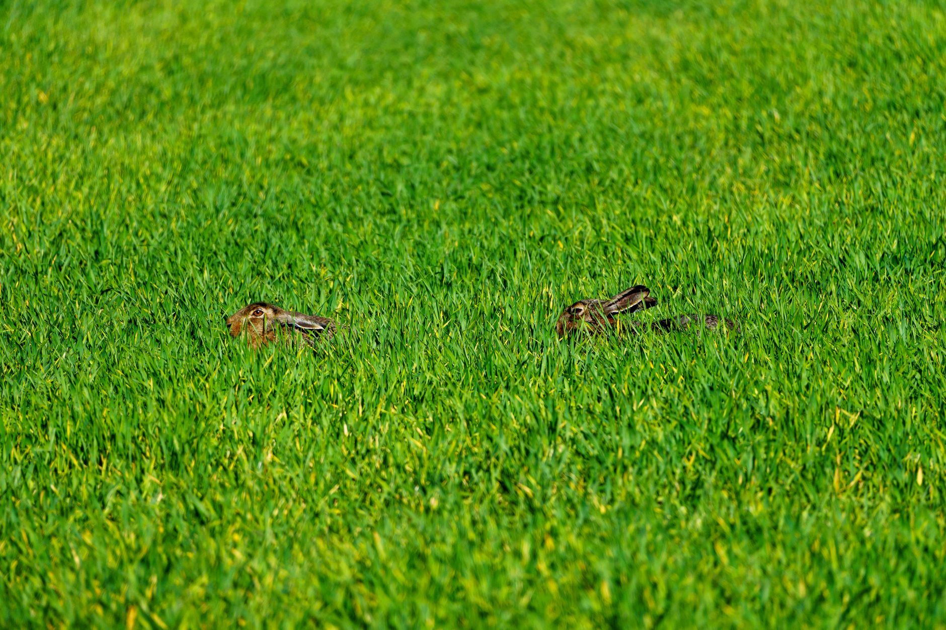 Rabbit repellents