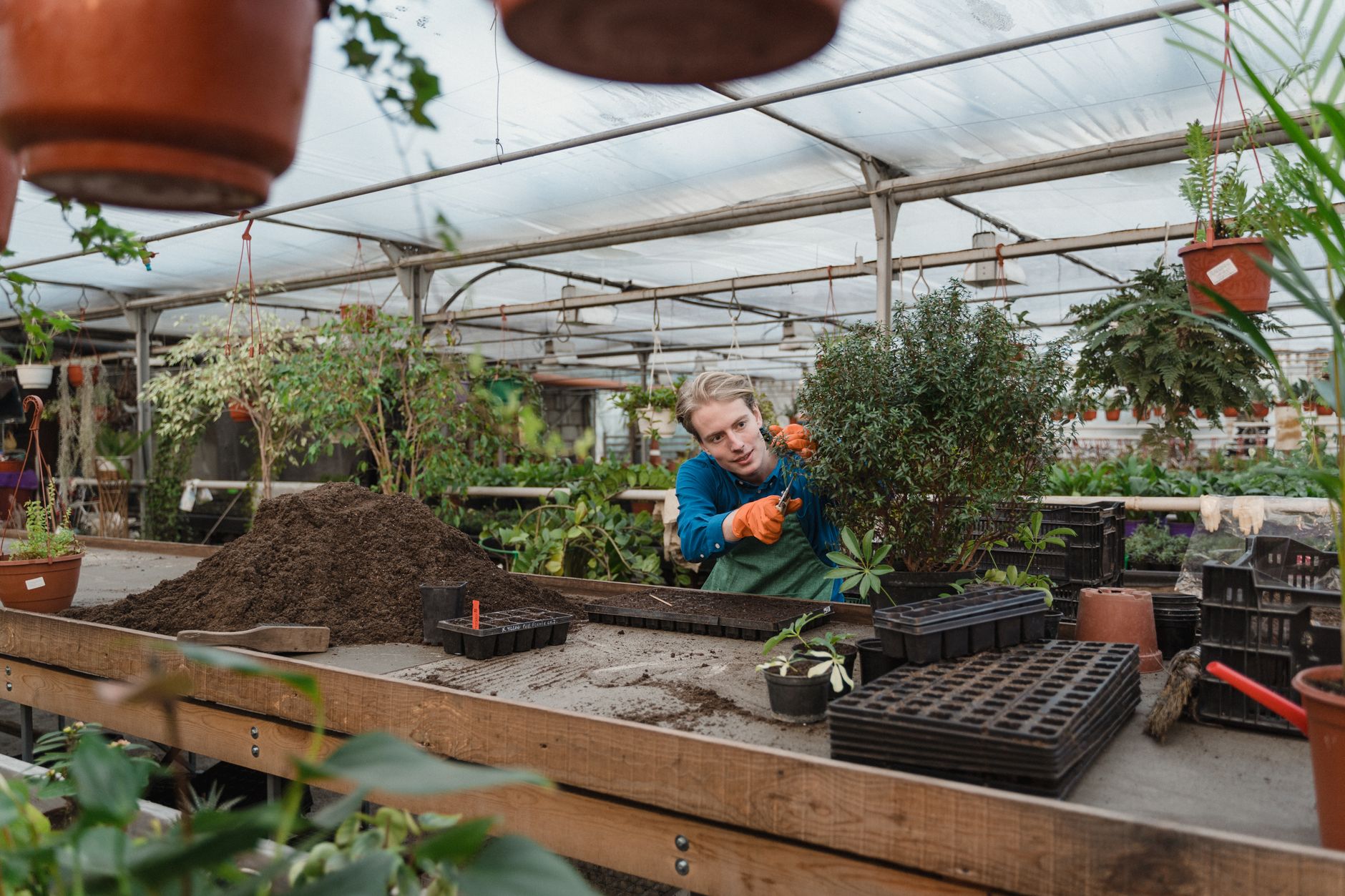Compost tea for houseplants and seedlings