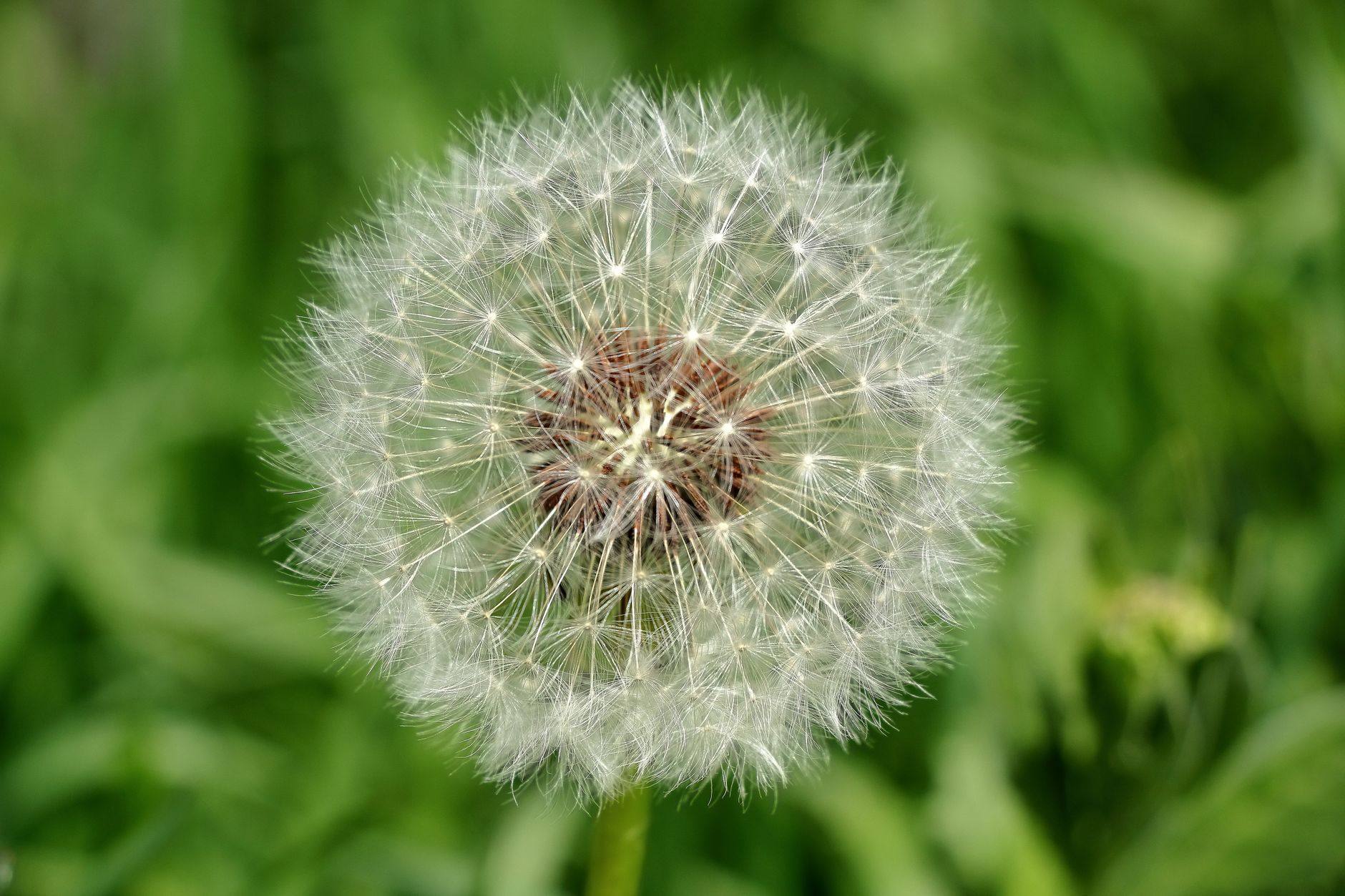 Weed control