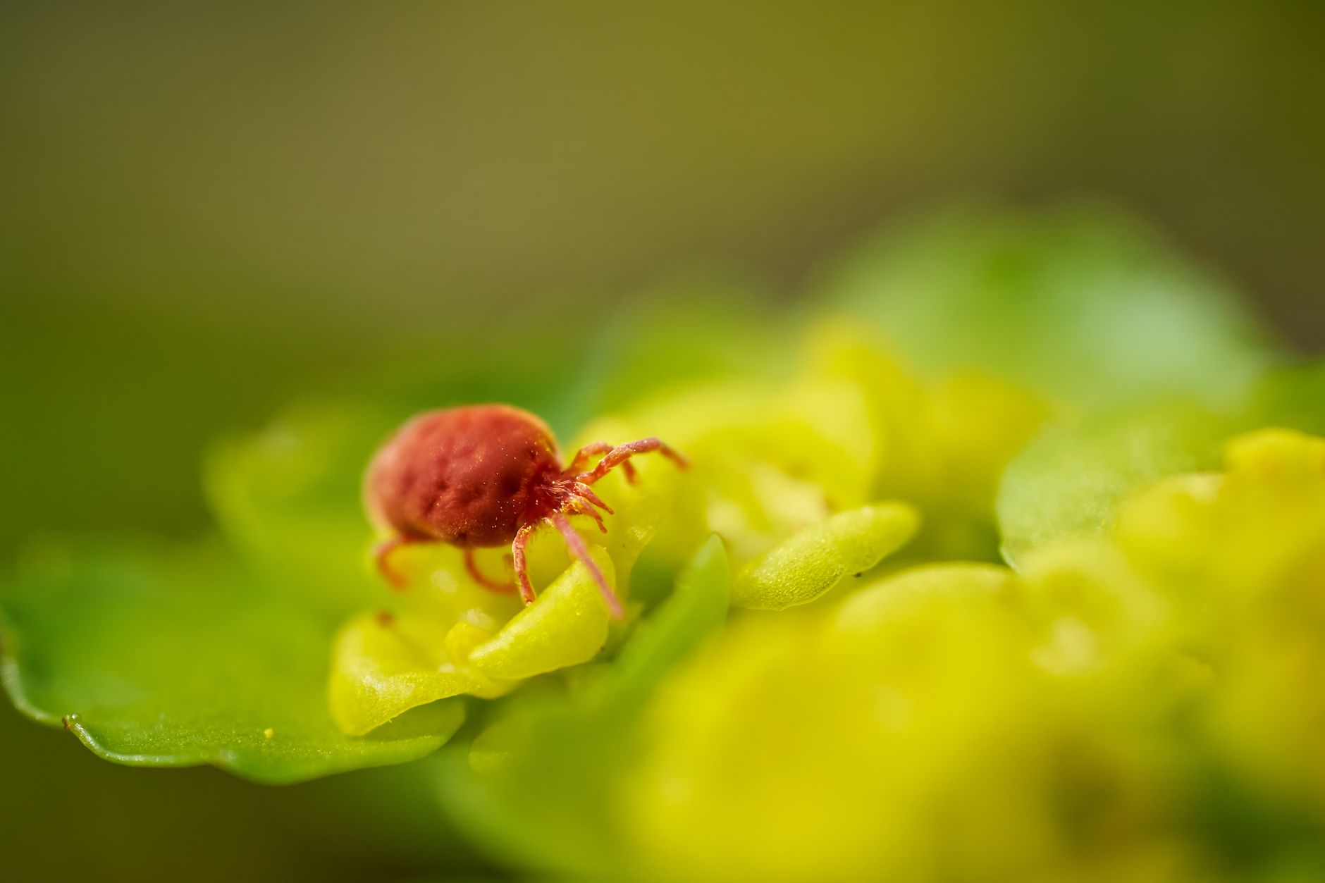 Pest control
