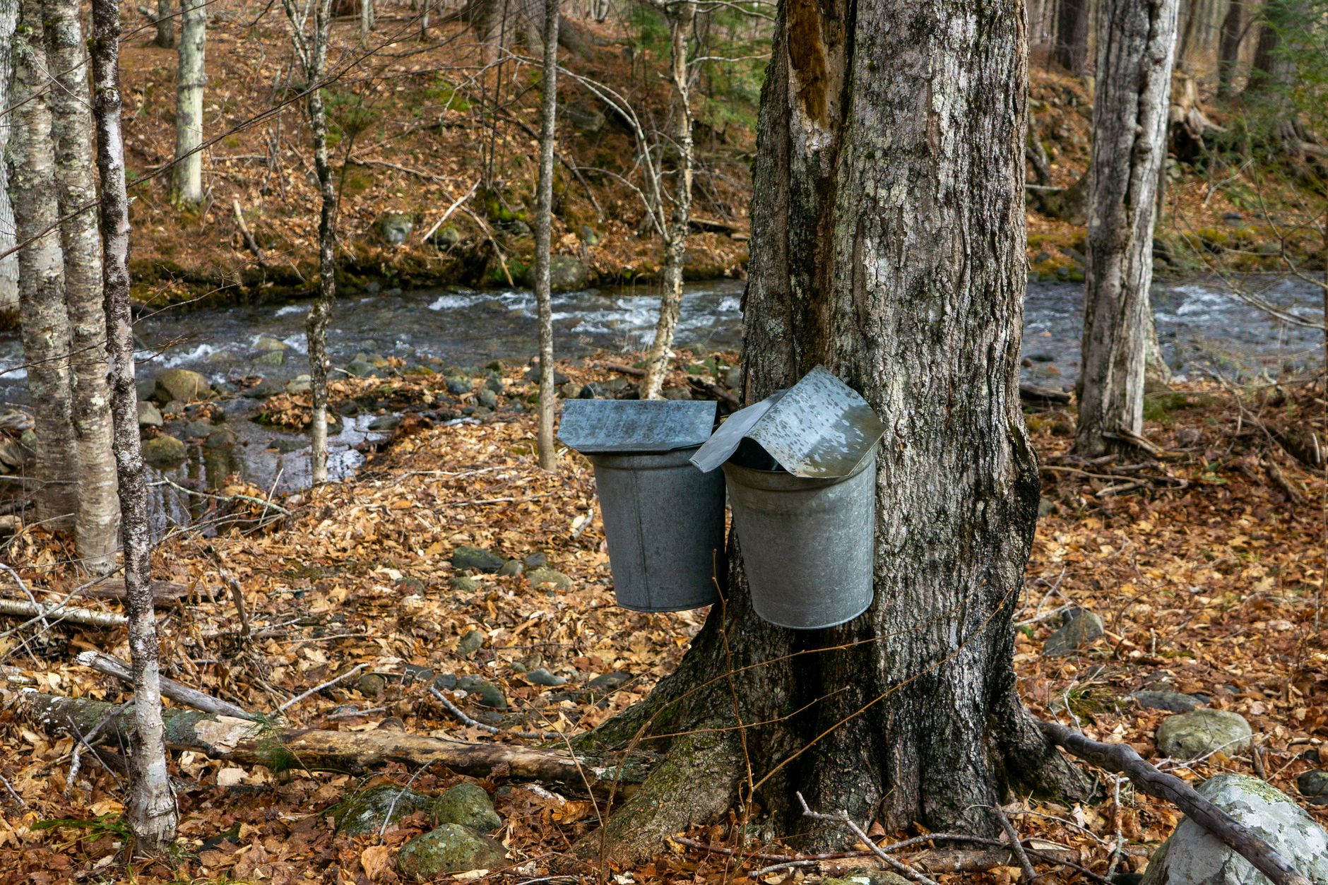 How to Make Maple Syrup: Complete Home Sugaring Guide