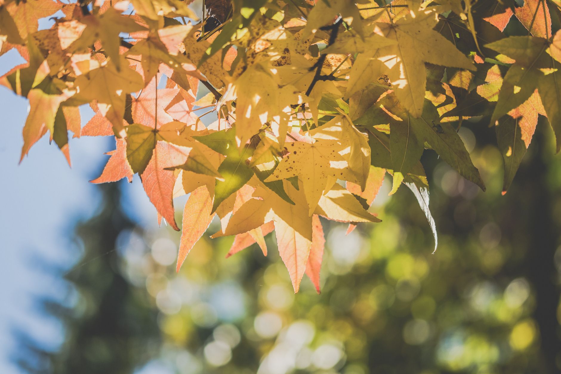 Identifying a maple tree for tapping