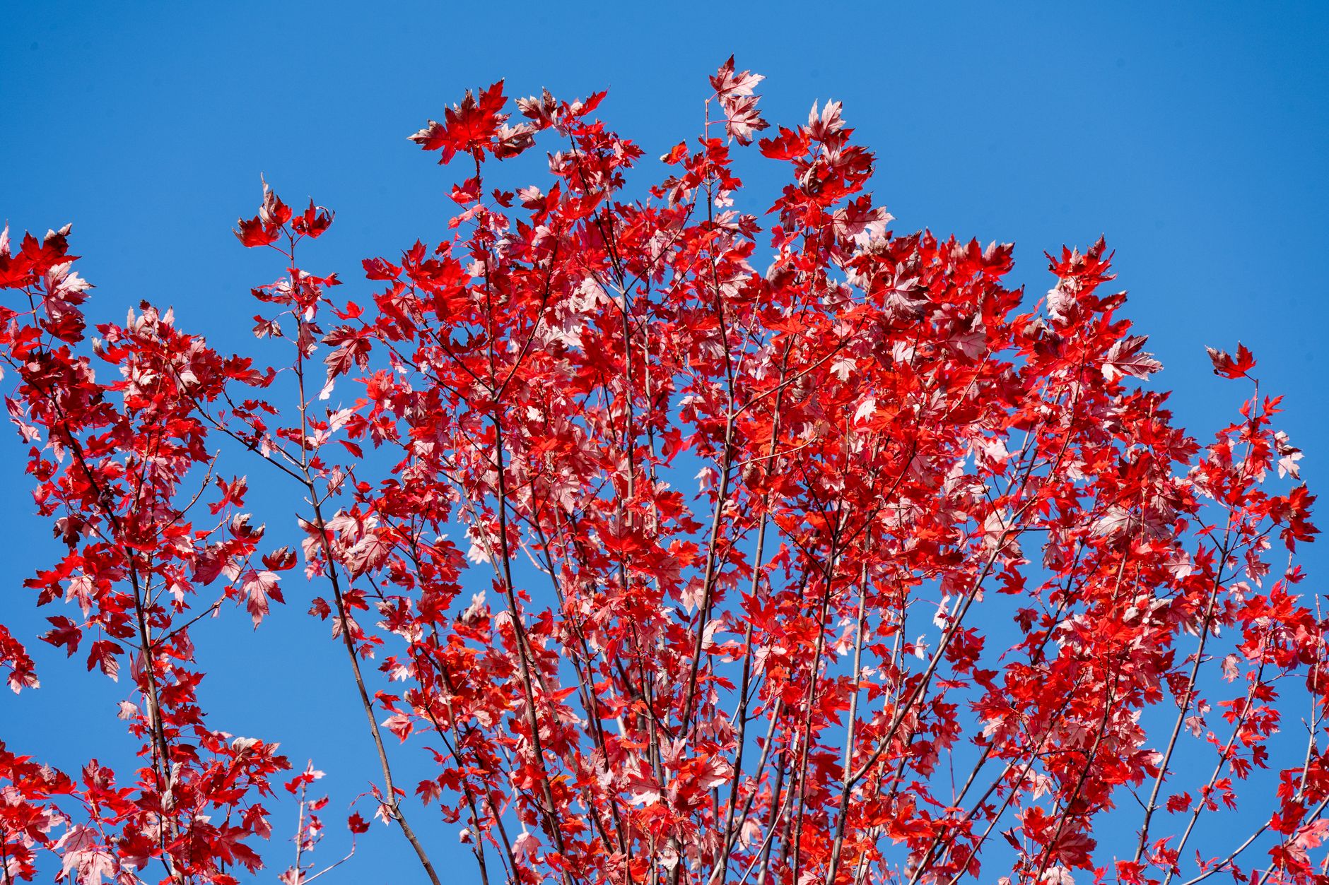 Collecting maple sap
