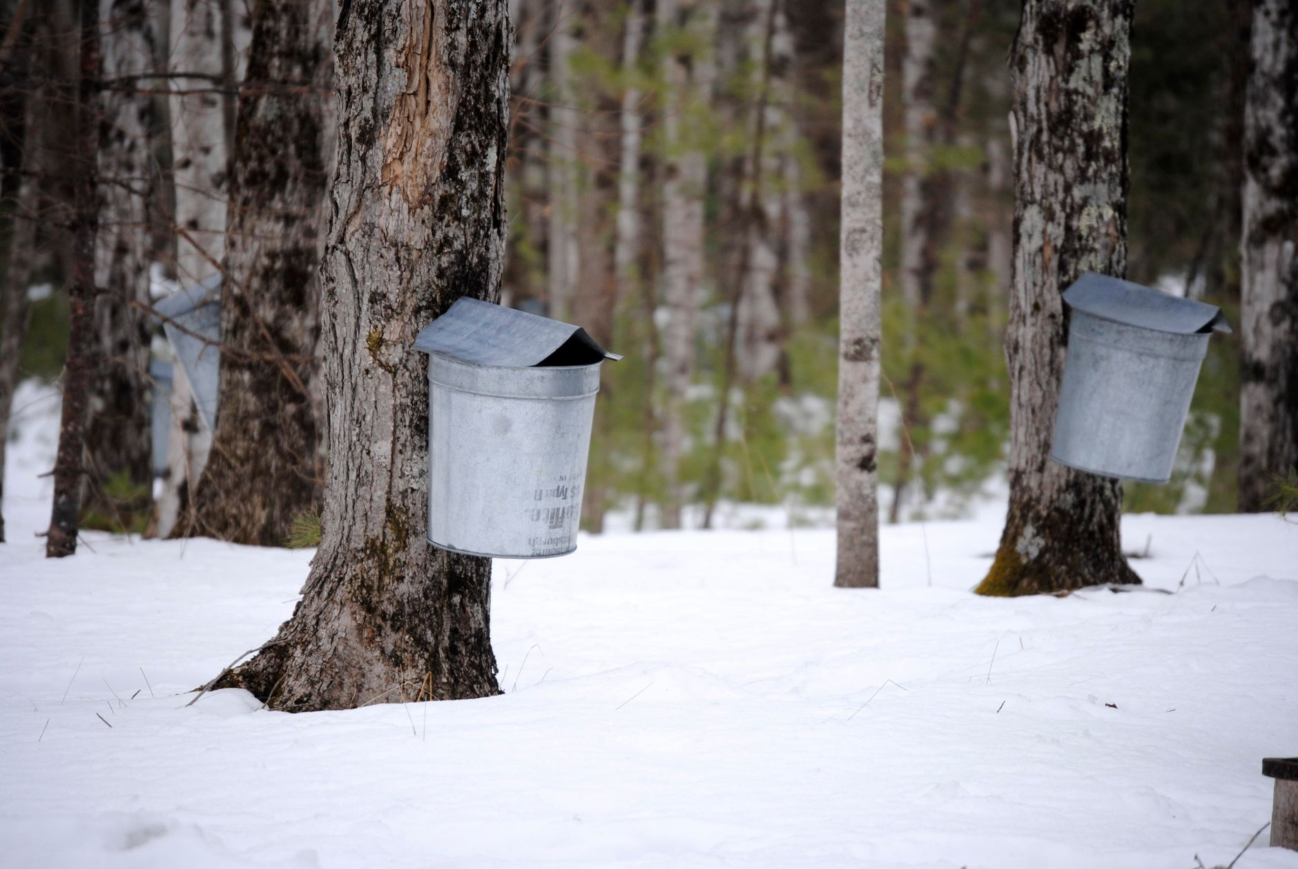 Boiling sap outdoors