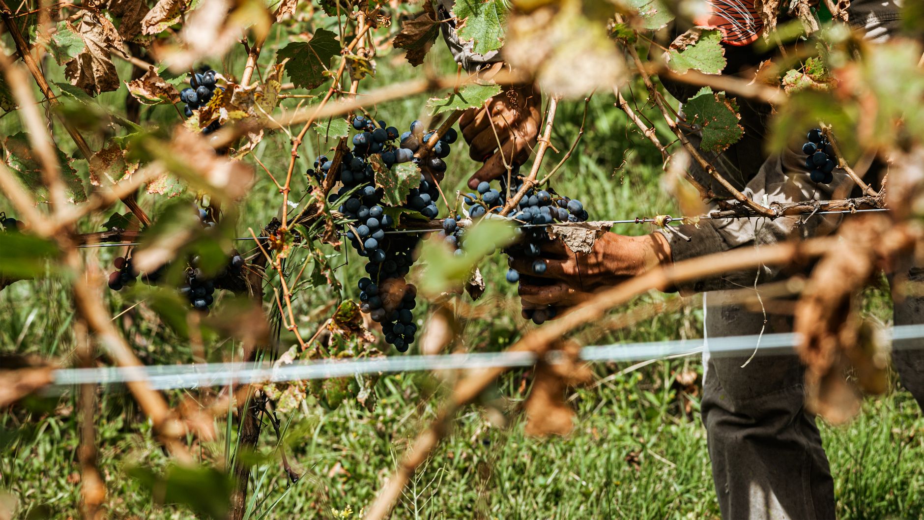 Crushing fruit for wine