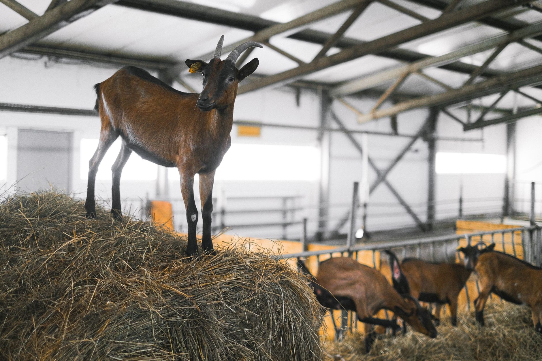 Milking equipment