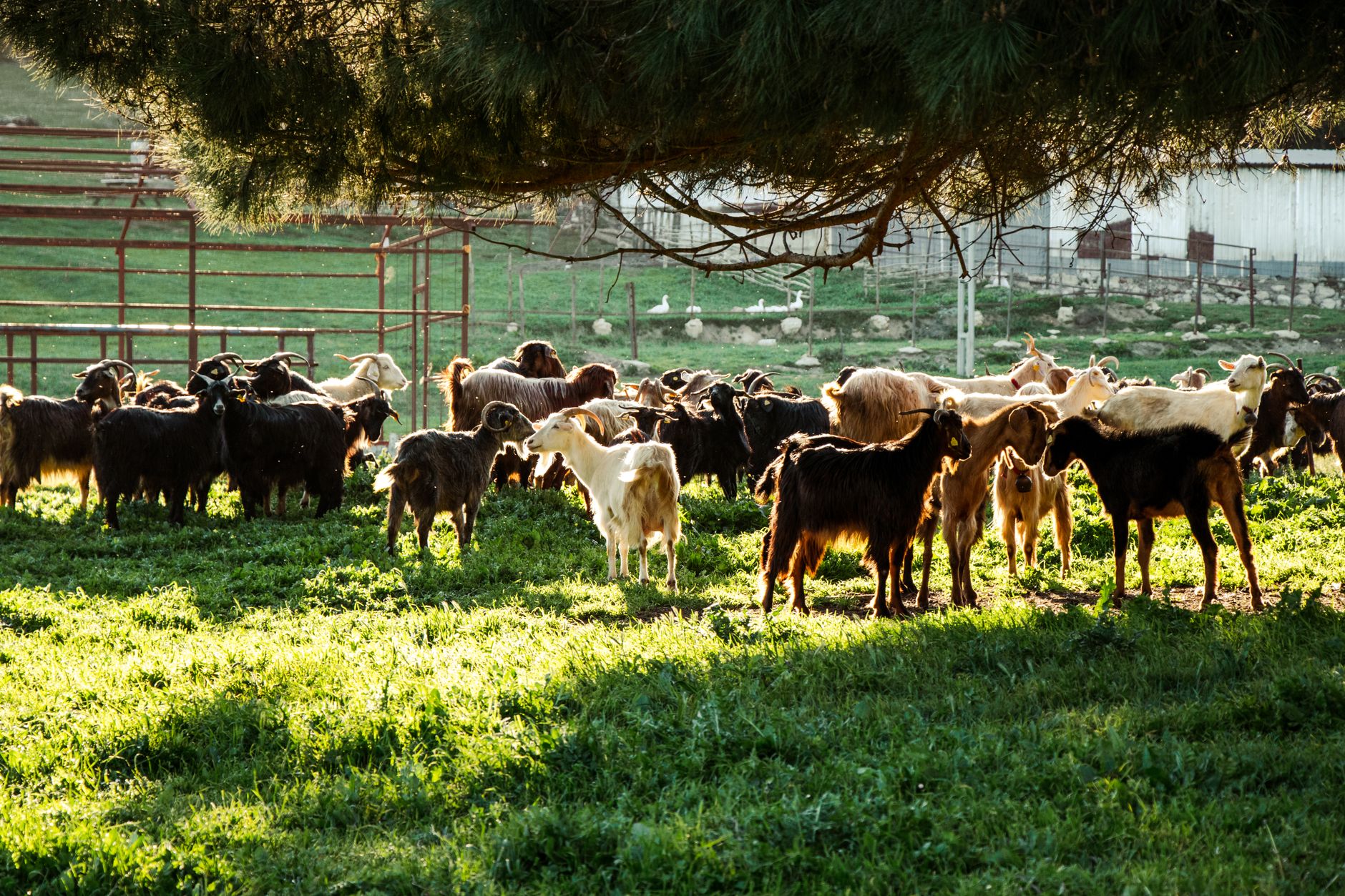 Milking troubleshooting
