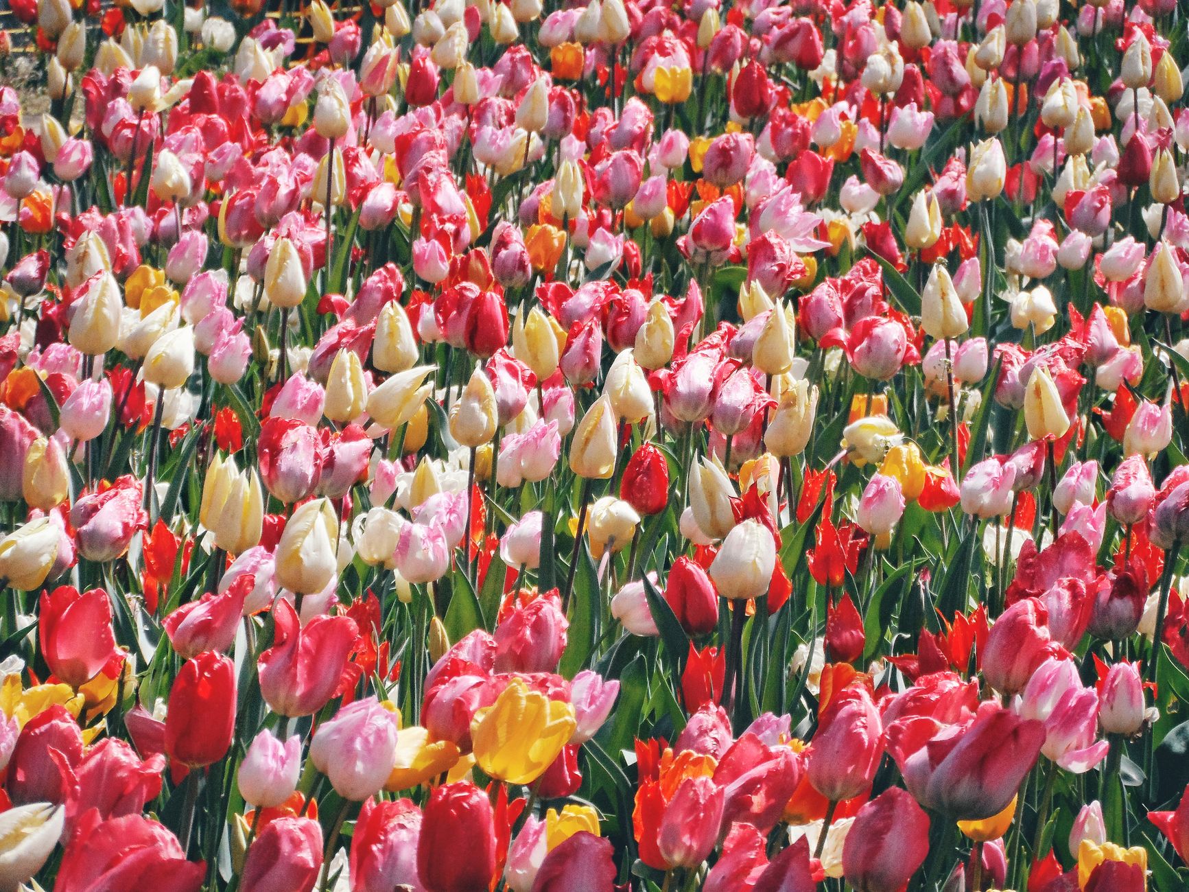 Bulb varieties