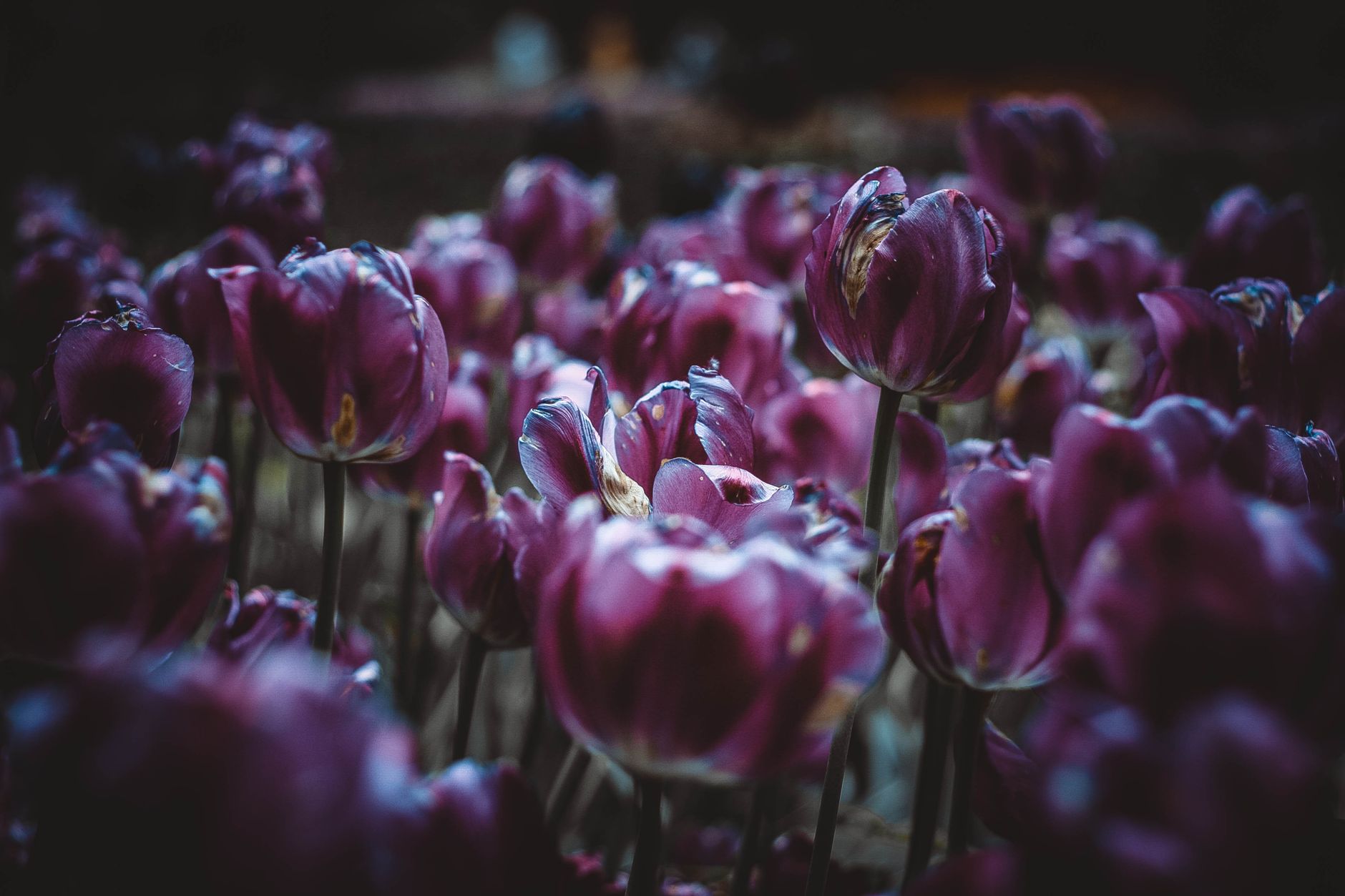 Planting depth