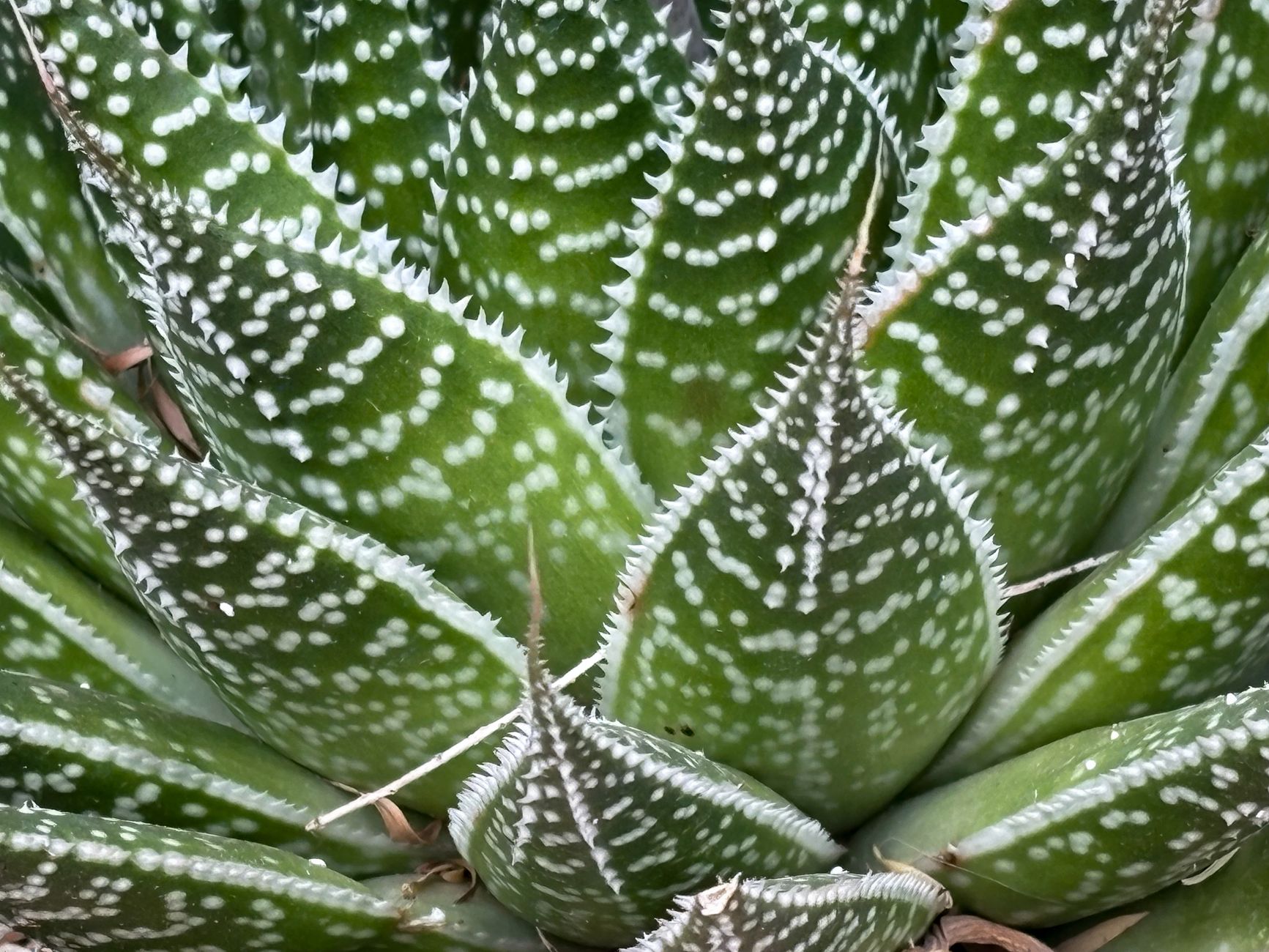 Callusing aloe pups