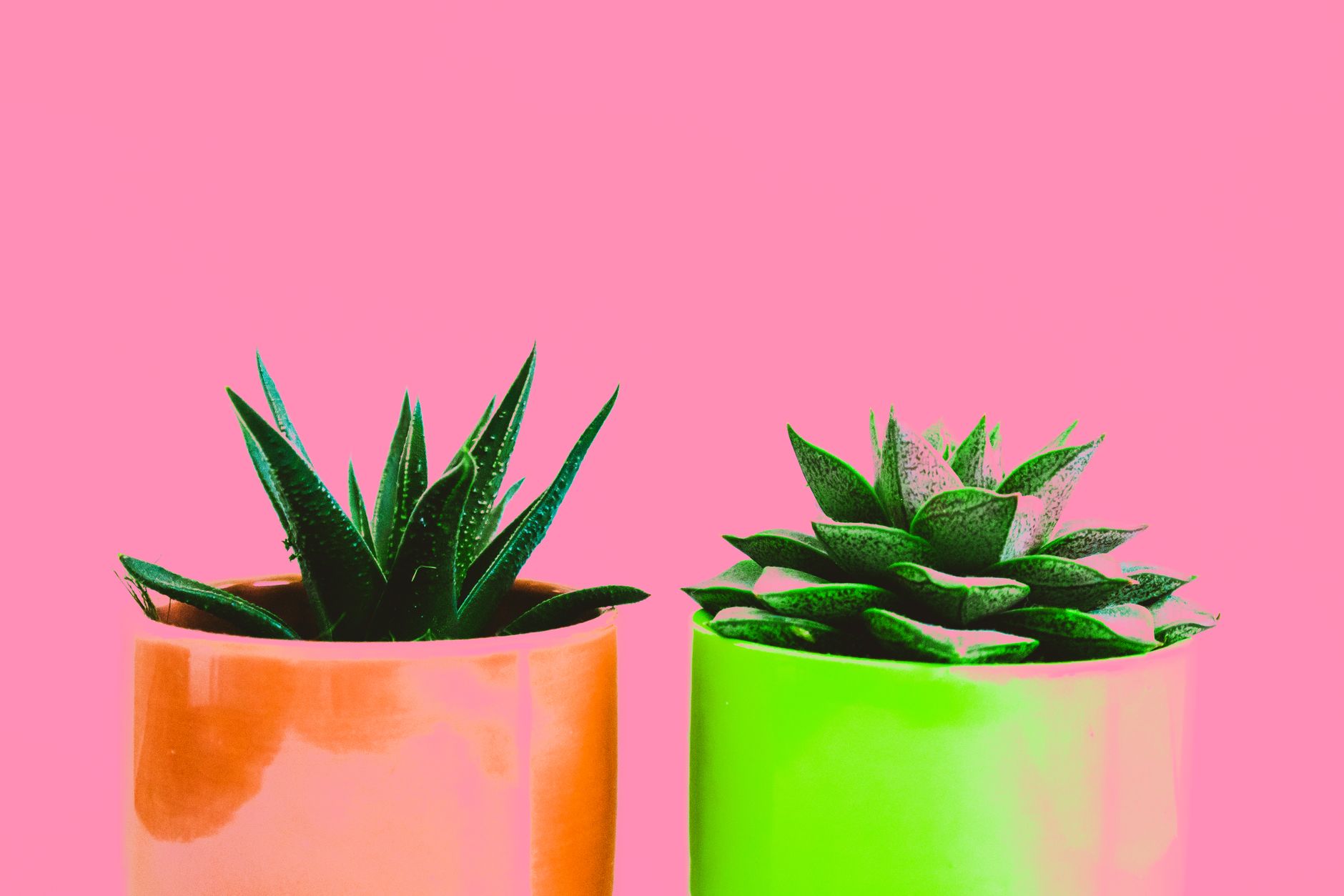 Potting aloe pups
