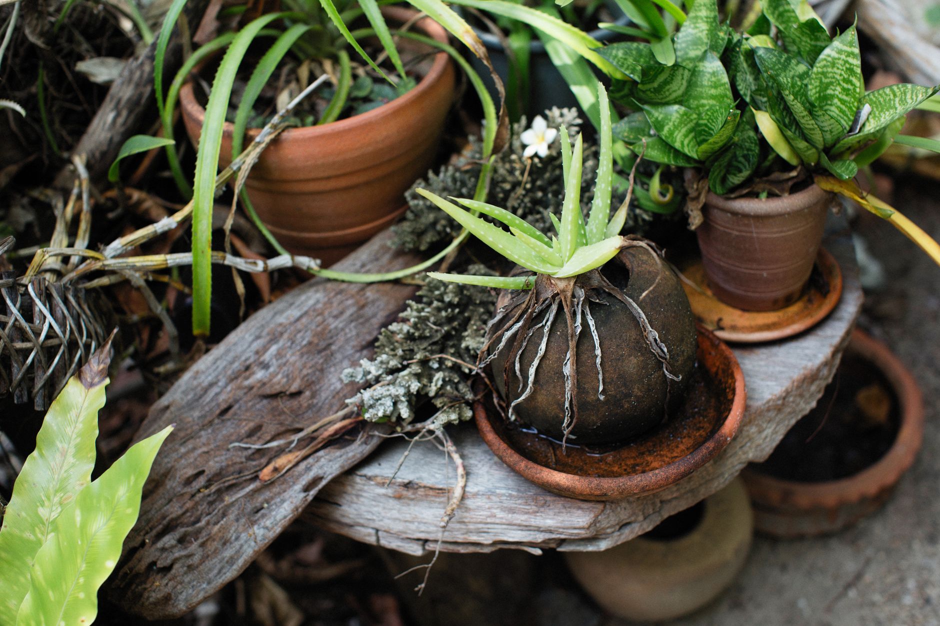 Troubleshooting aloe propagation