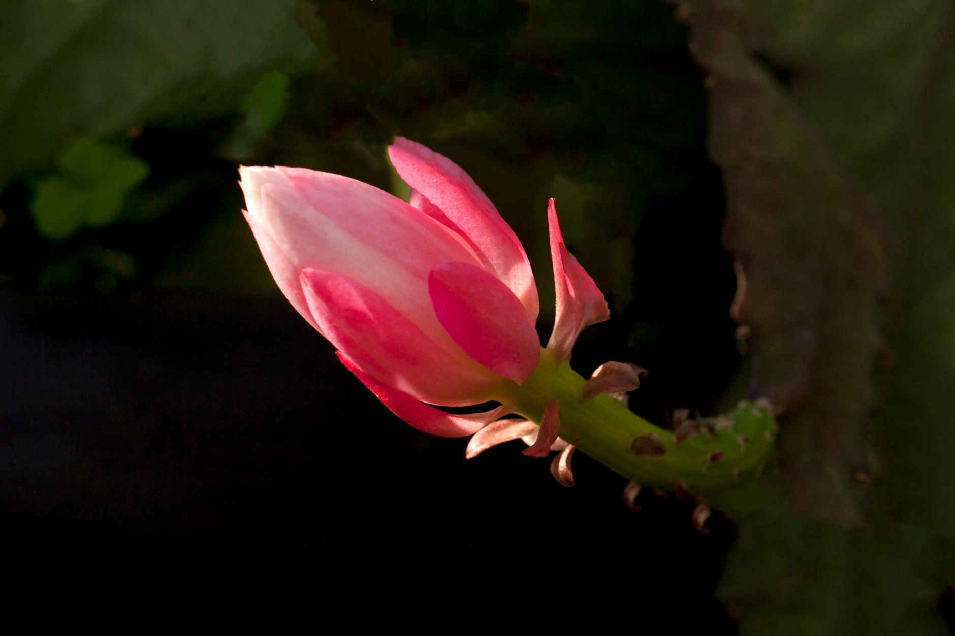 Best time to propagate Christmas cactus