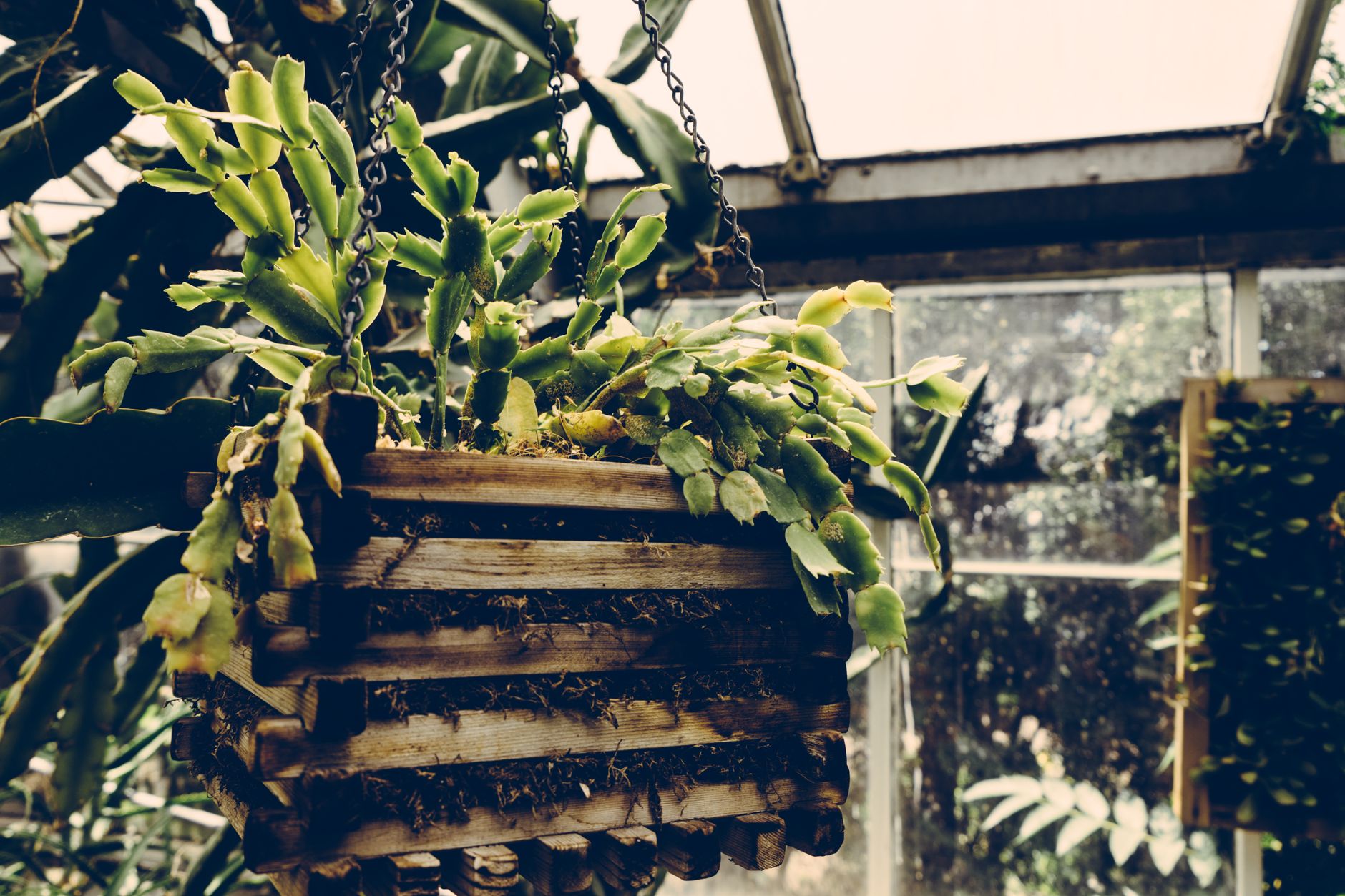 Taking Christmas cactus cuttings