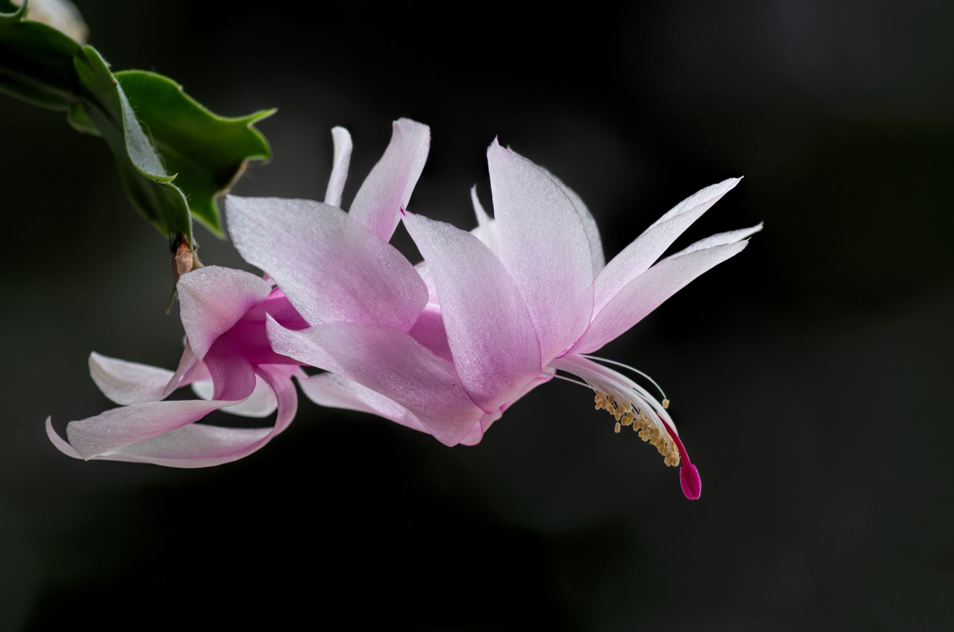 Soil propagation of Christmas cactus