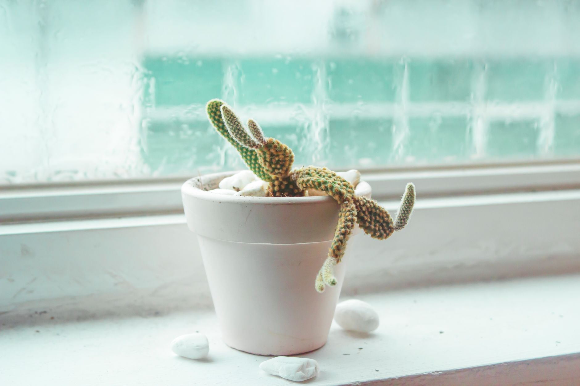 Dividing Christmas cactus