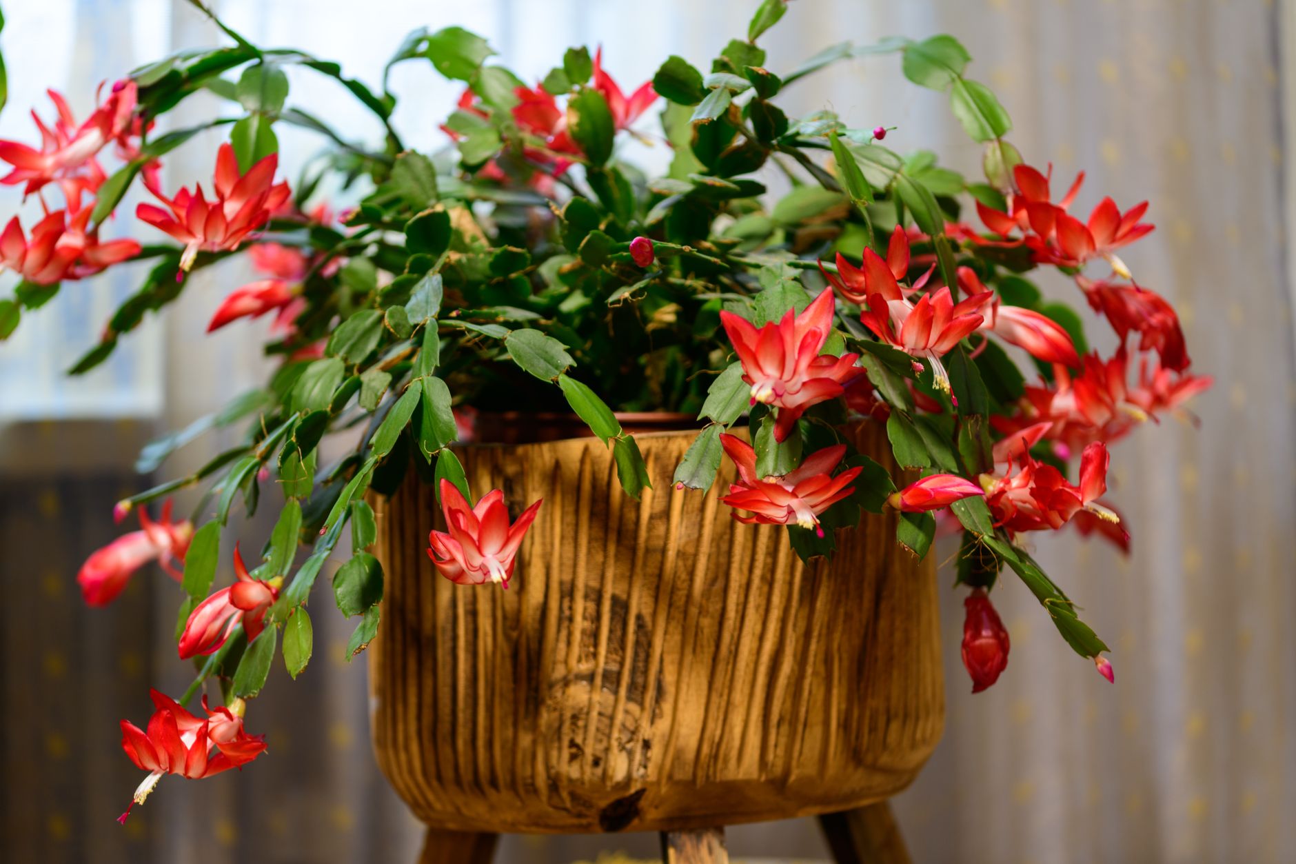 Transplanting Christmas cactus