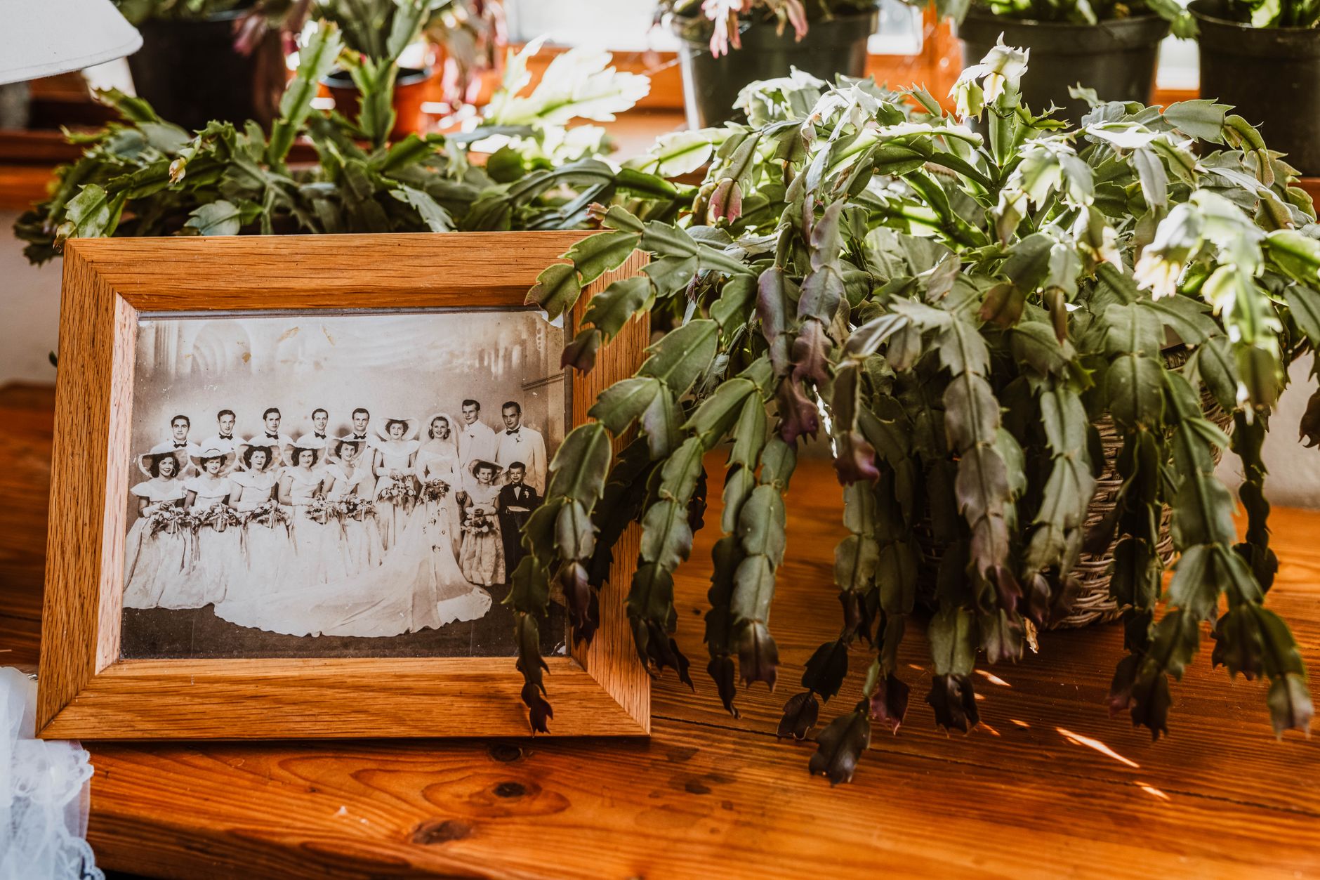 Troubleshooting Christmas cactus propagation