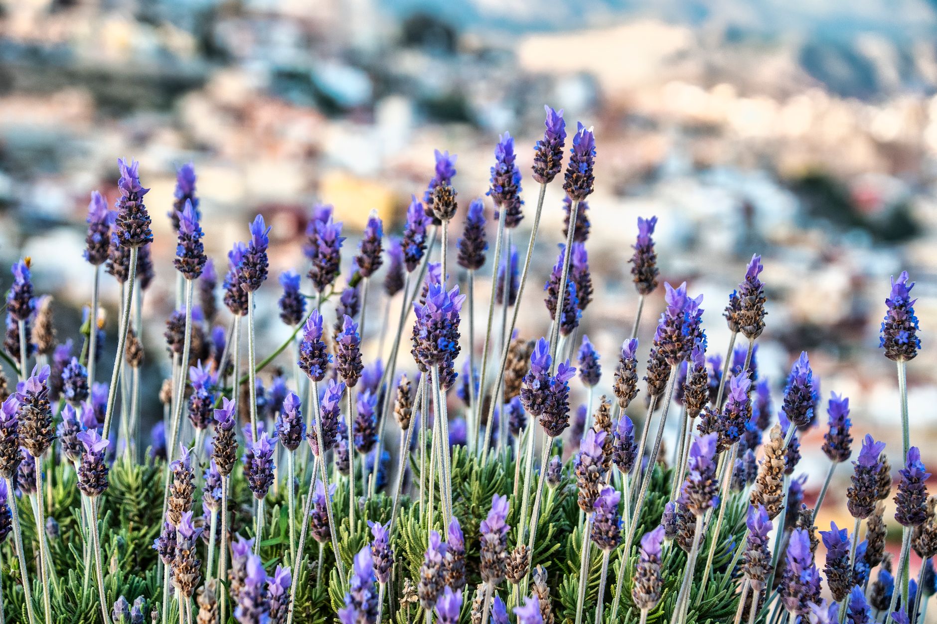 Choosing lavender cuttings