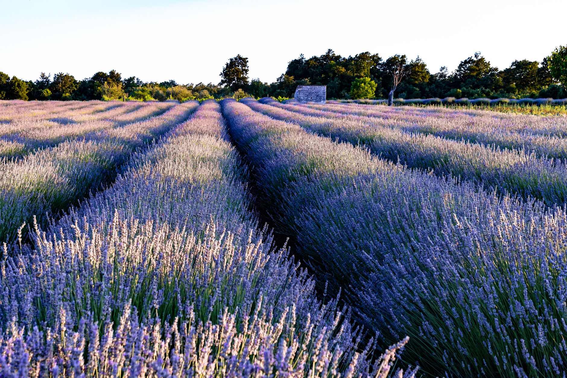 Taking lavender cuttings