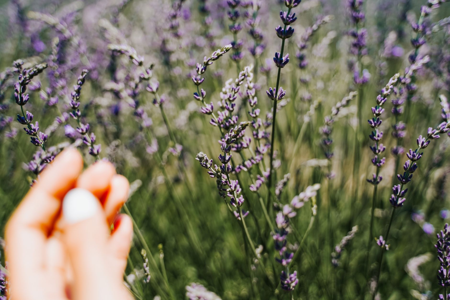 Callusing lavender cuttings