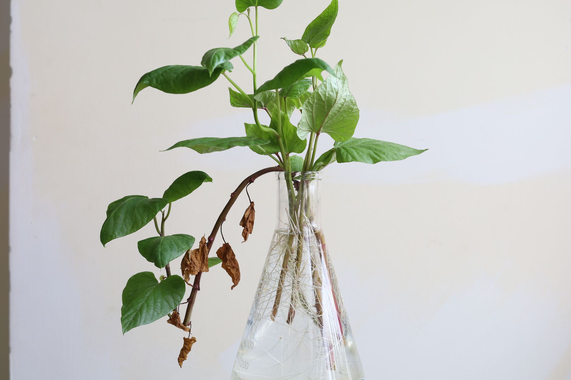 Water propagation of lavender