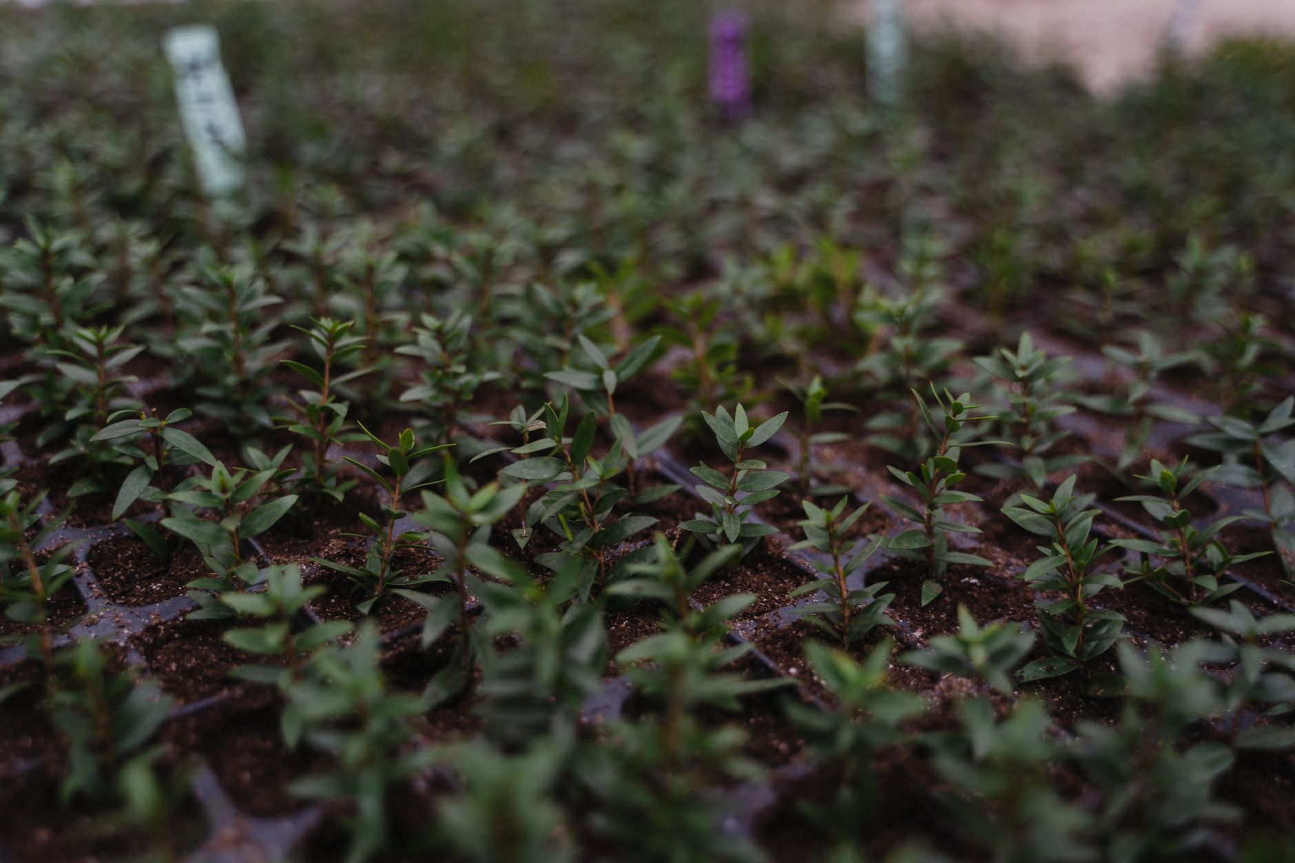 Soil propagation of lavender