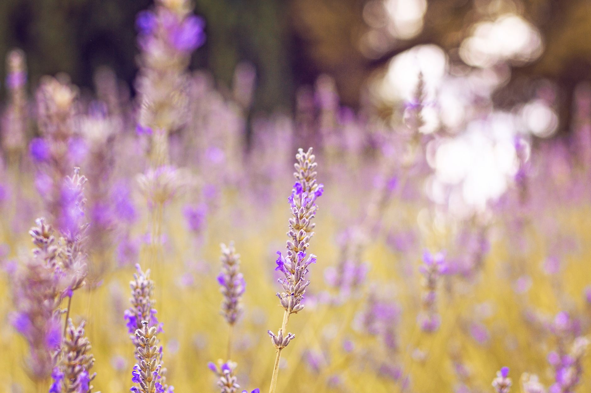 Transplanting lavender