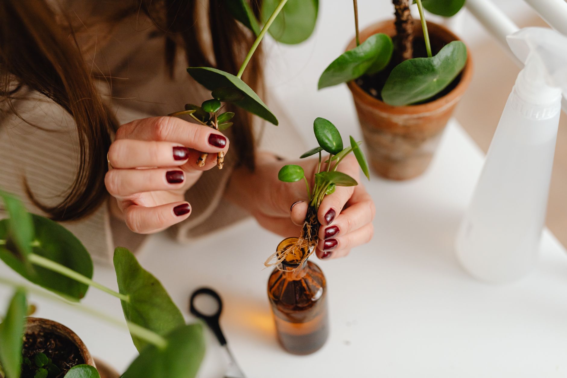 How to Propagate Pothos: Complete Guide to Growing New Plants