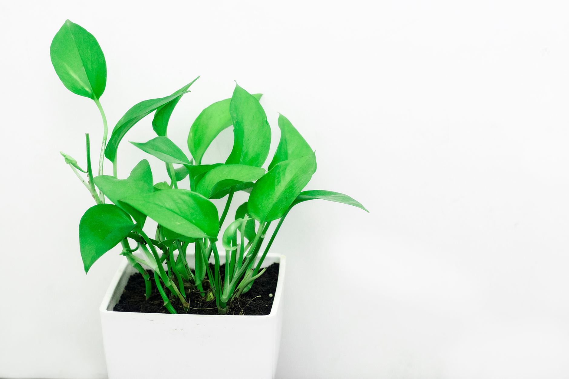 Taking cuttings