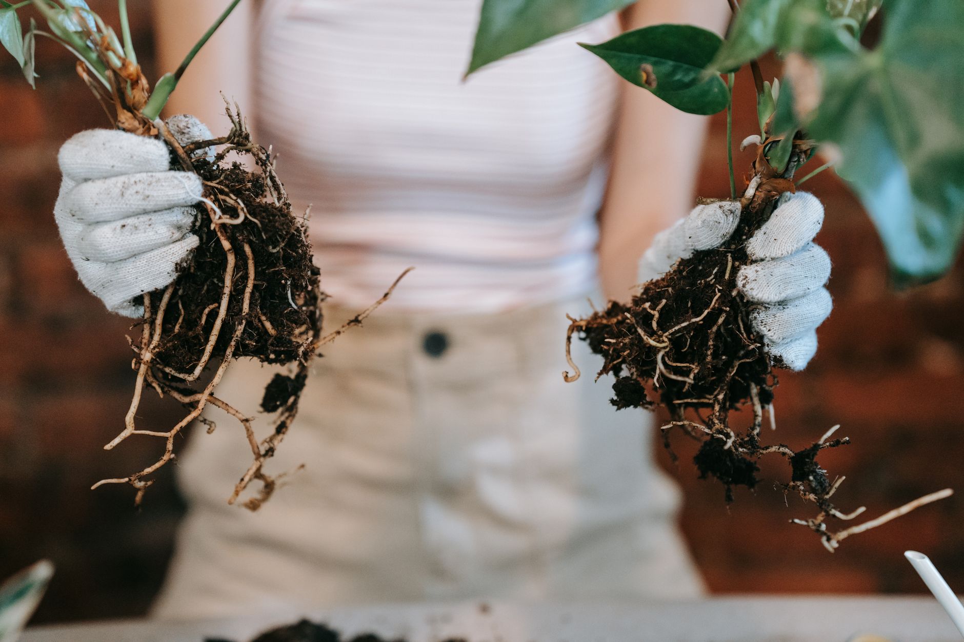 Soil propagation
