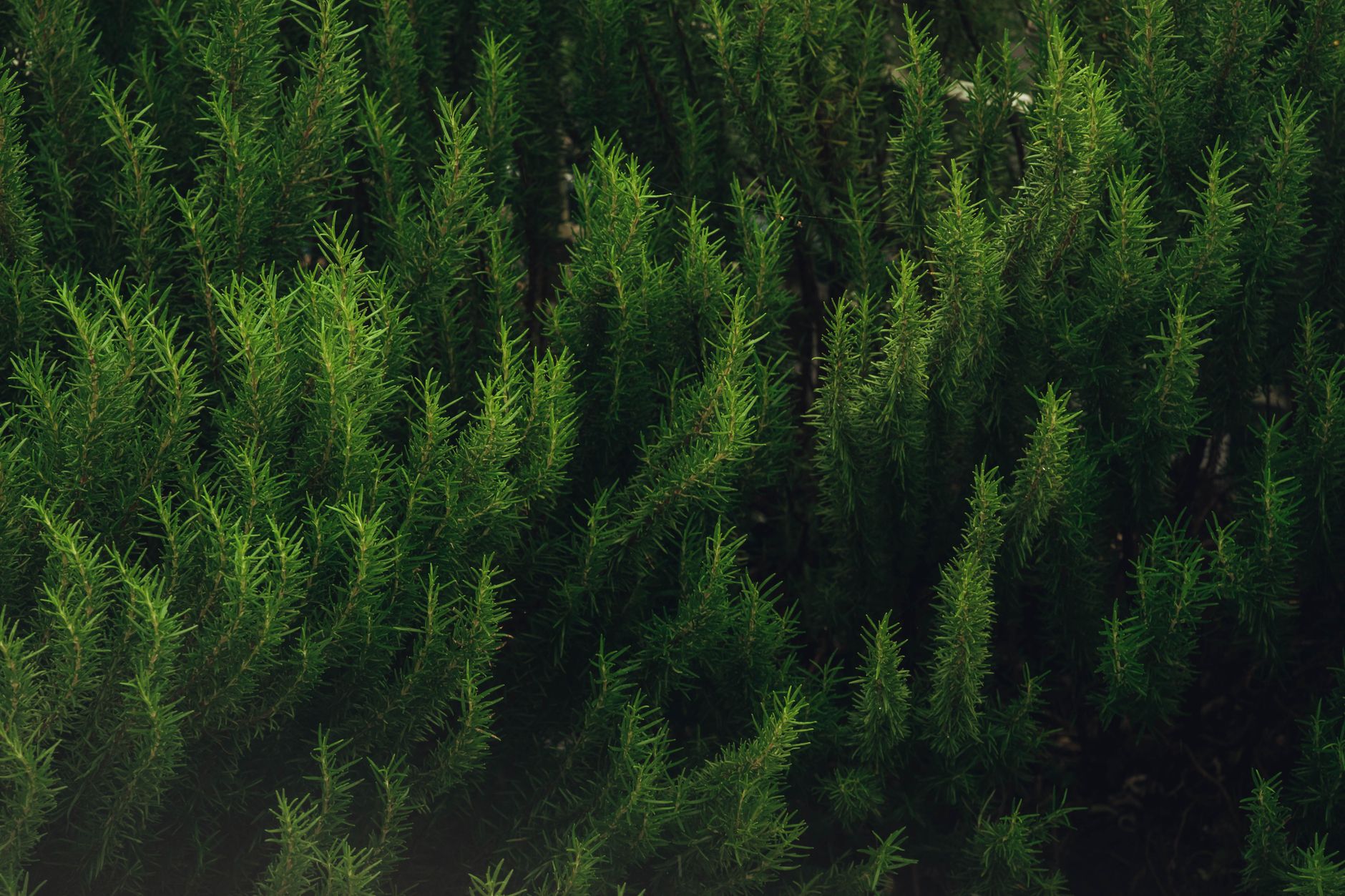 Rooting hormone for rosemary