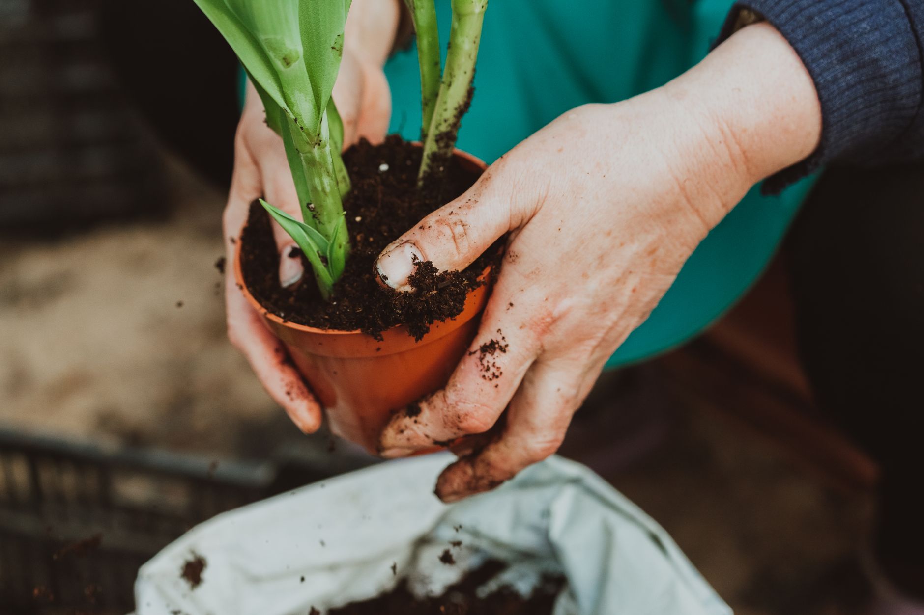 Spider plant propagation methods