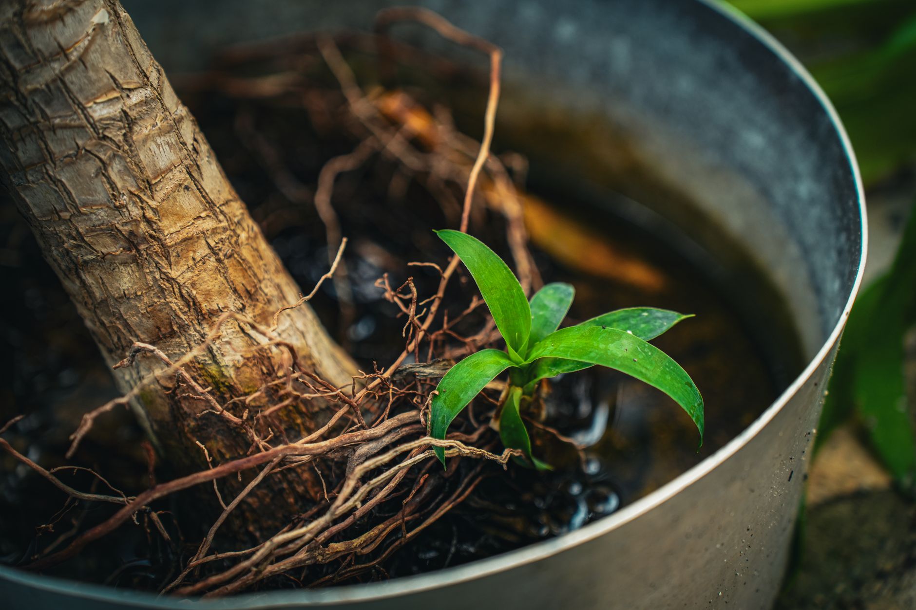 Water propagation of spider plants