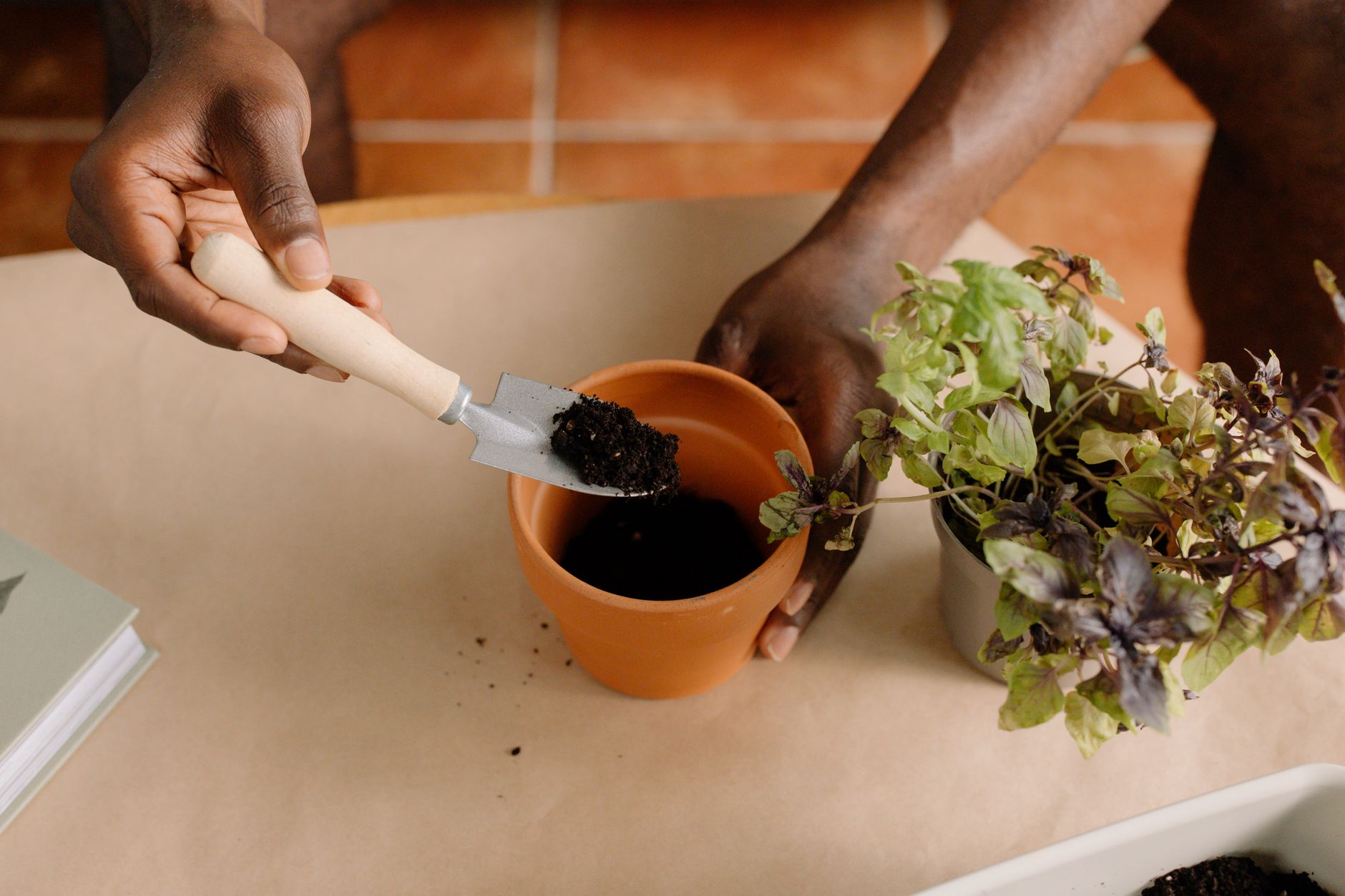 Soil propagation of spider plants