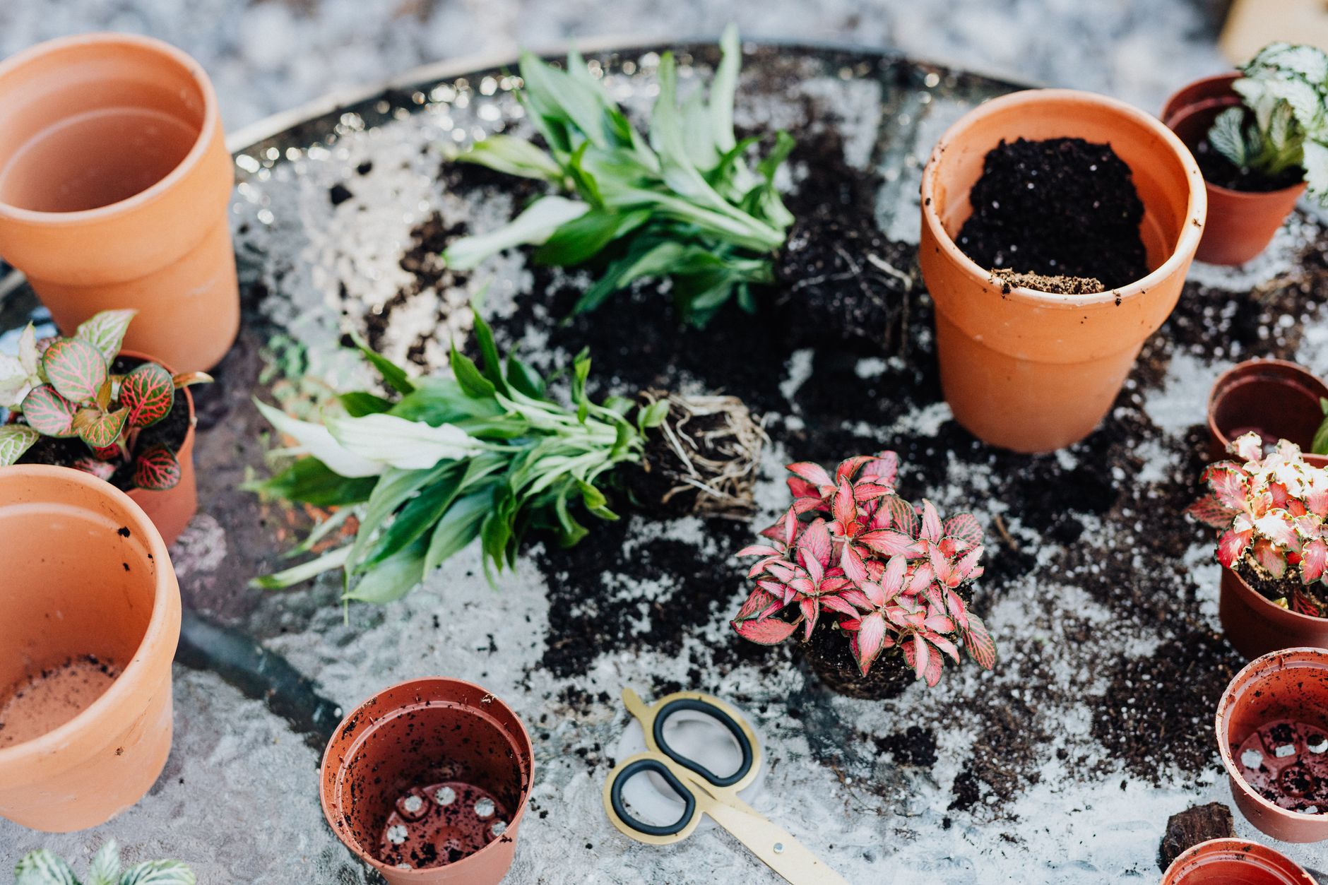 Dividing spider plants