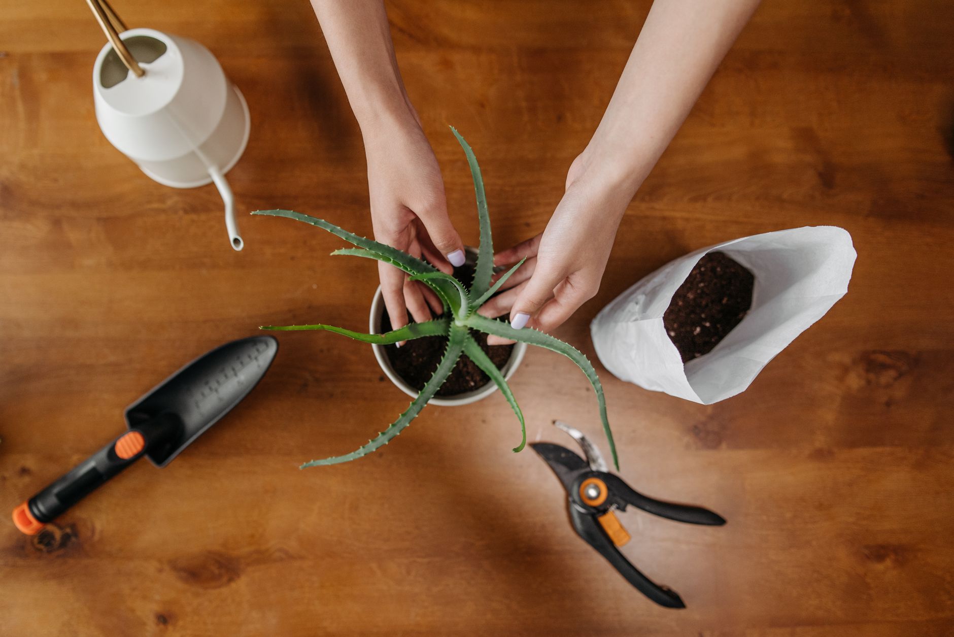 Transplanting spider plants