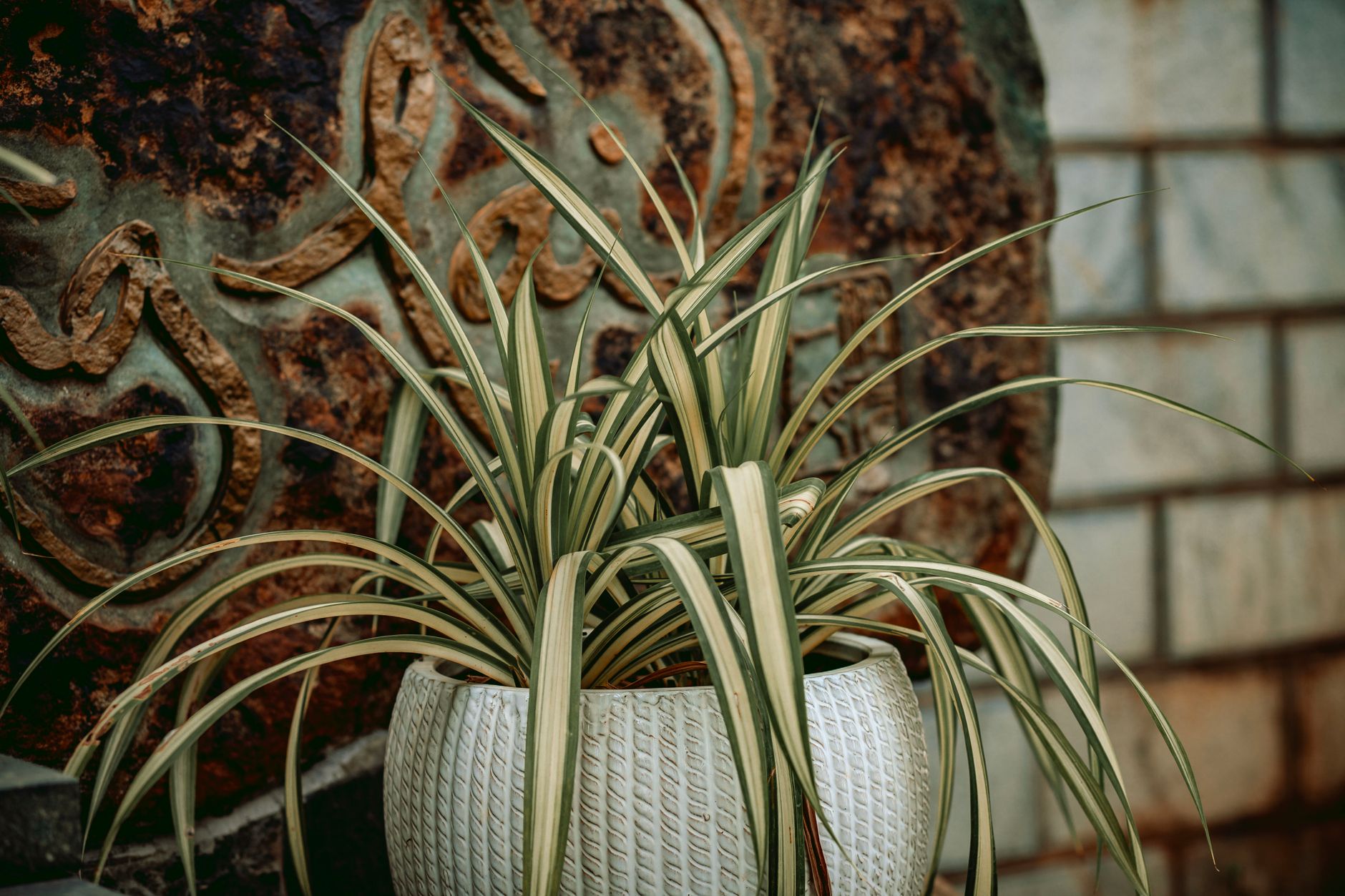 Troubleshooting spider plant propagation