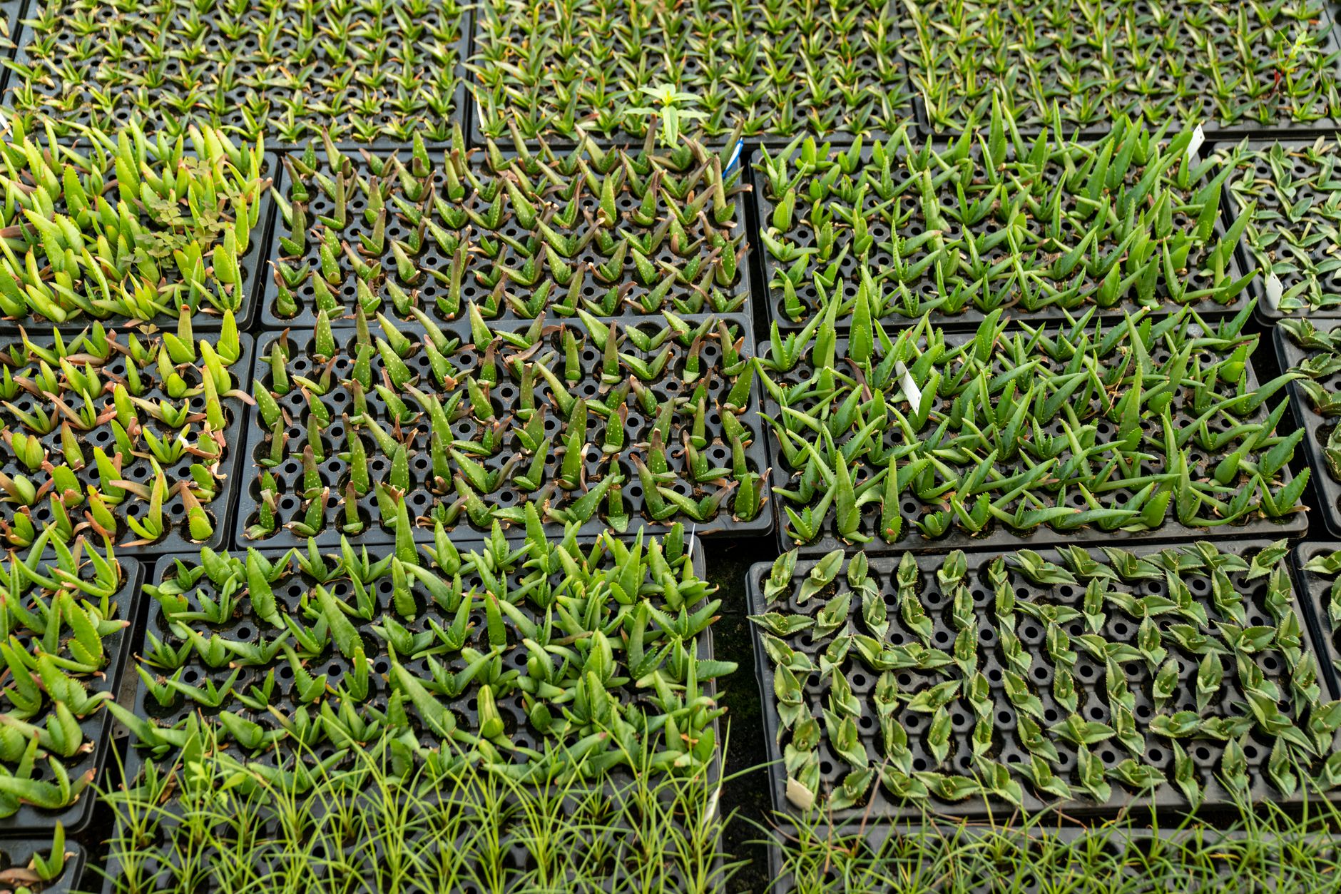 Succulent propagation methods