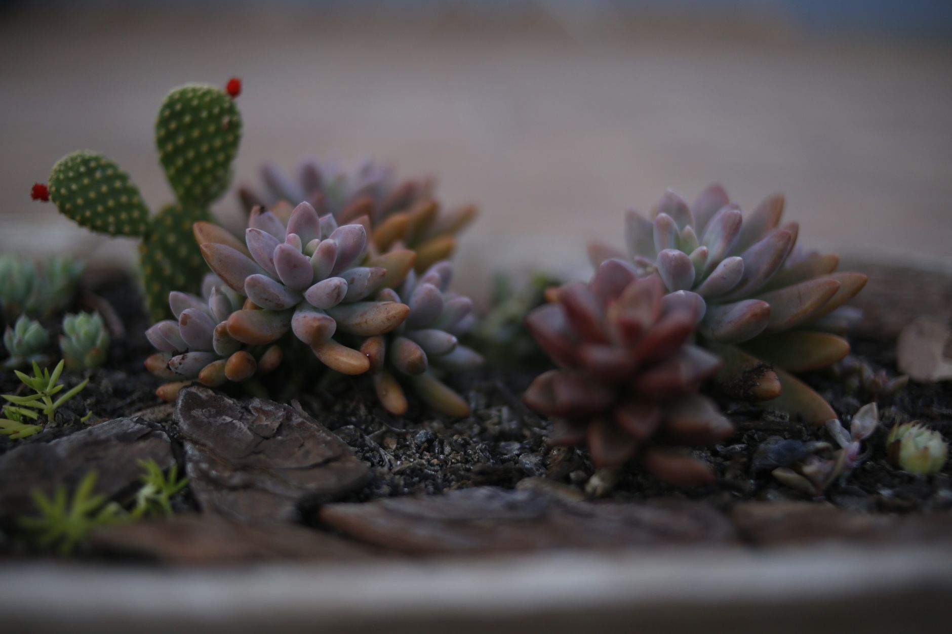 Succulent soil mix