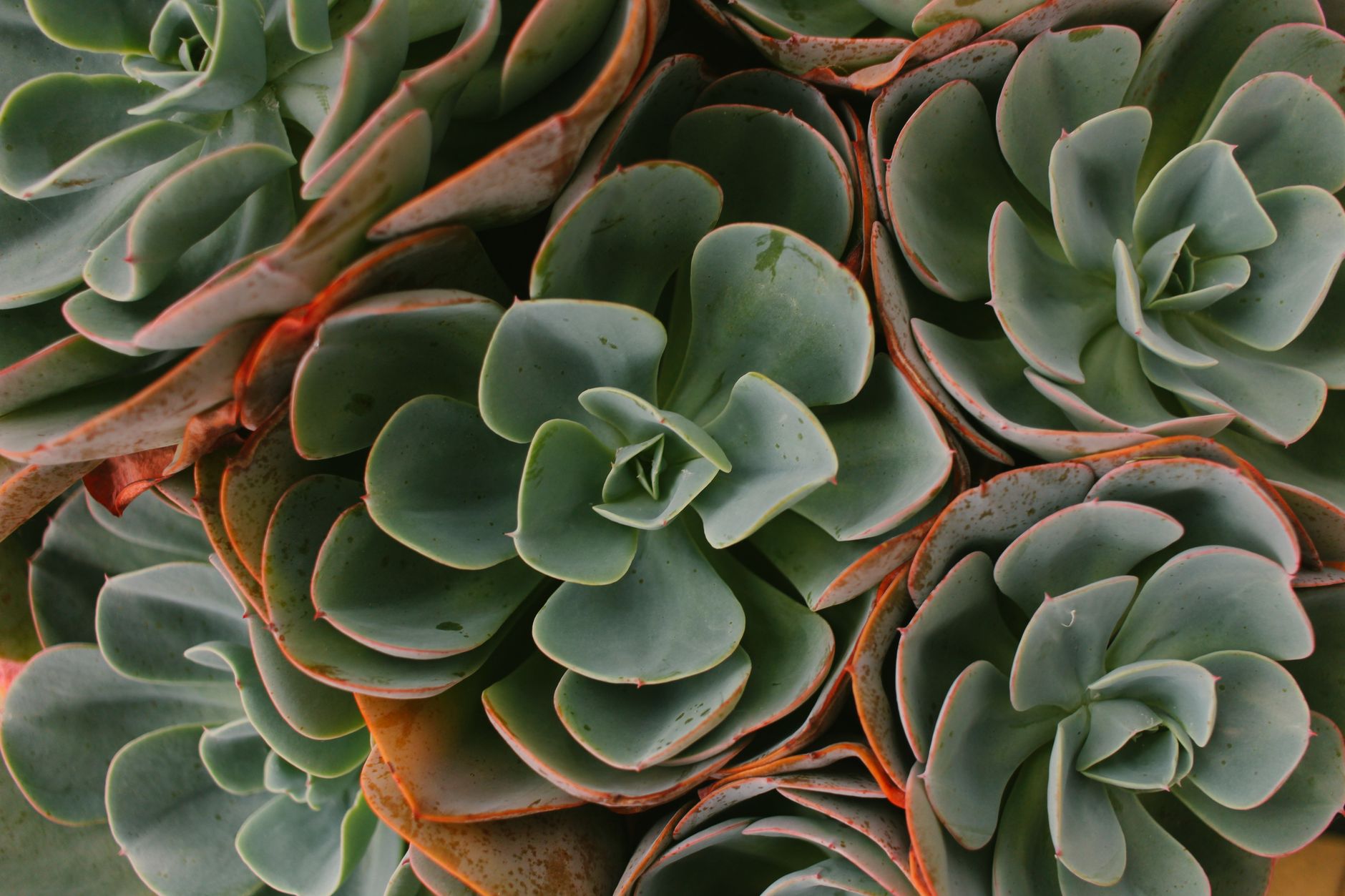 Planting succulent cuttings