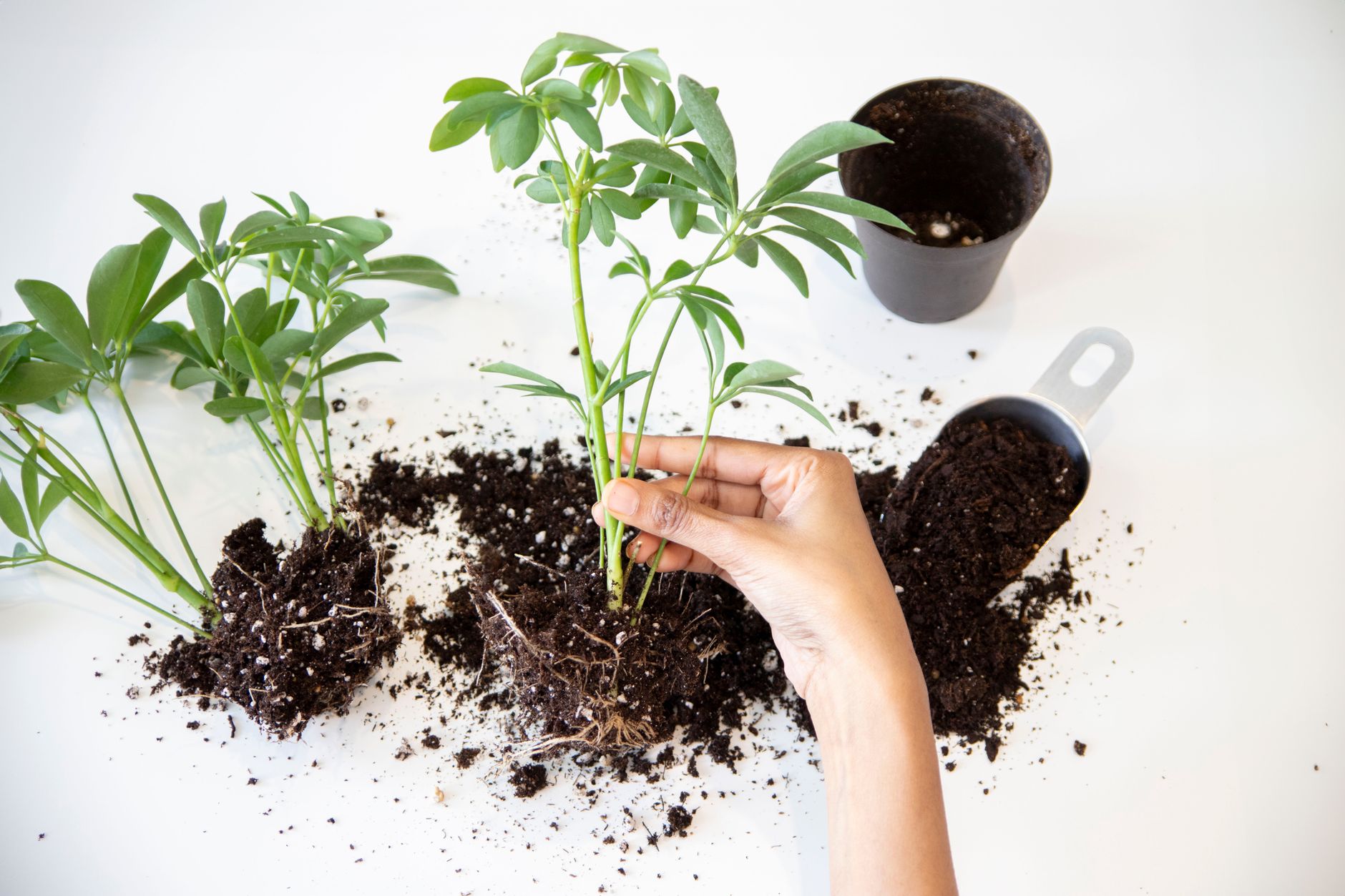 Transplanting succulents