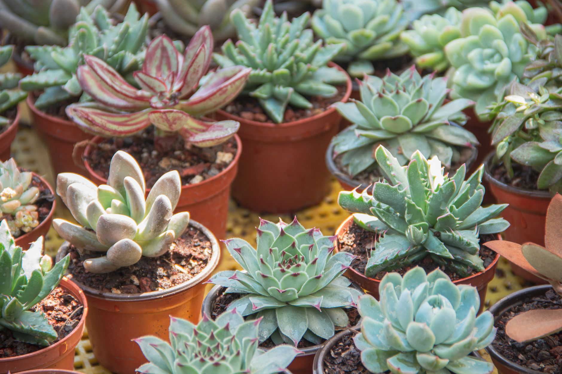 Troubleshooting succulent propagation