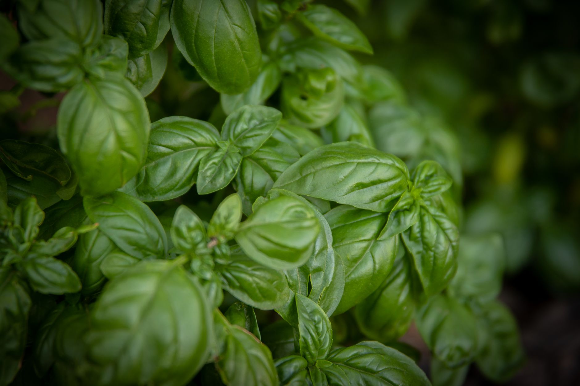 Shaping basil