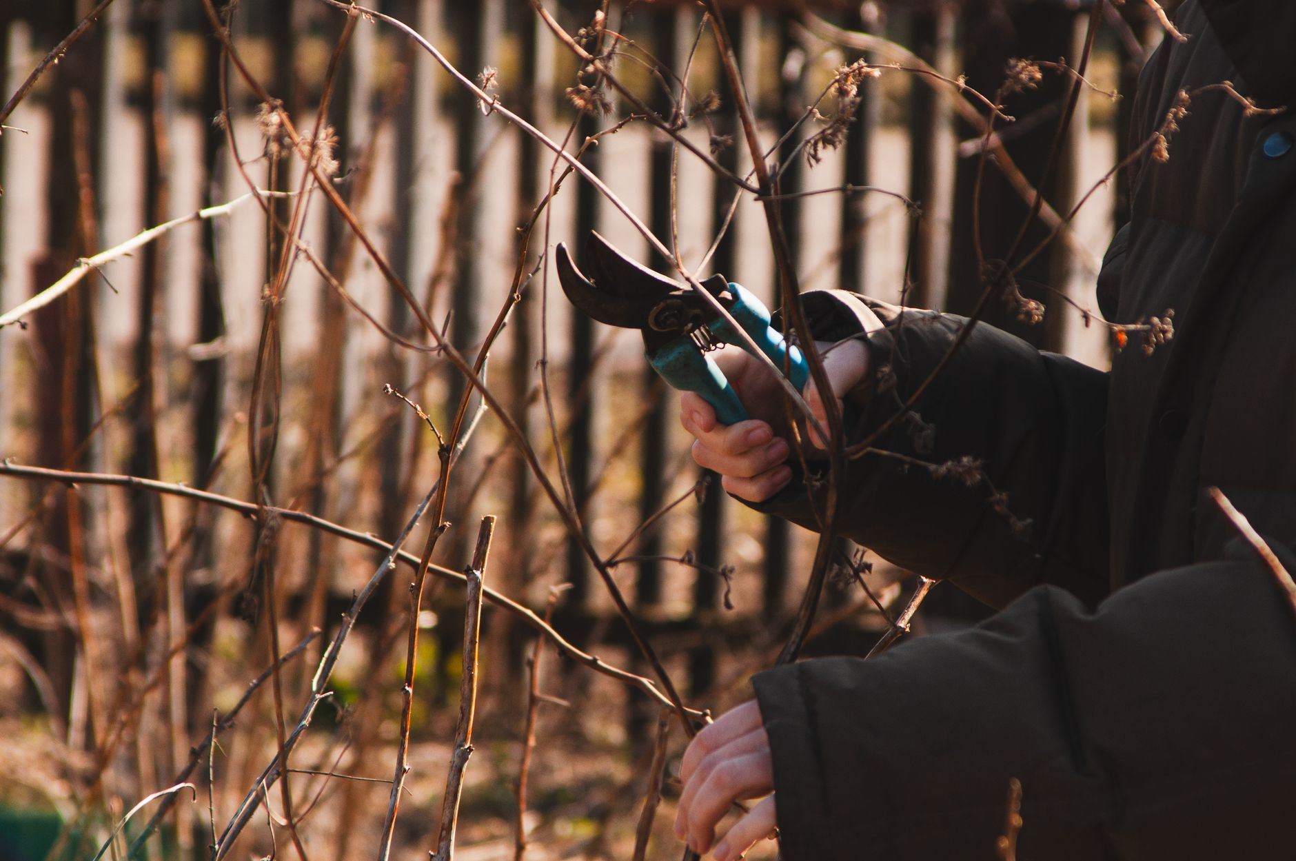 Why prune fruit trees