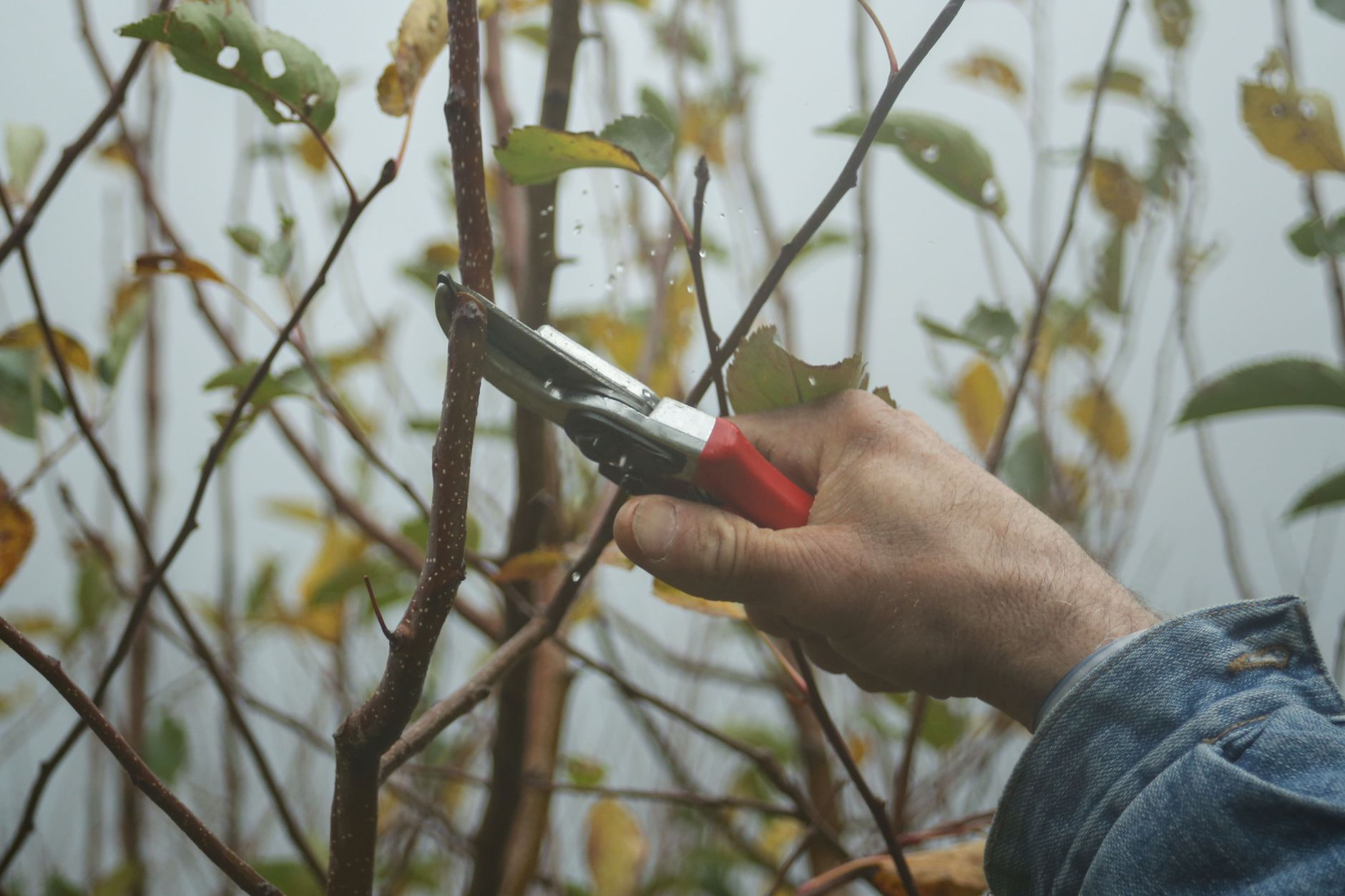 Pruning timing