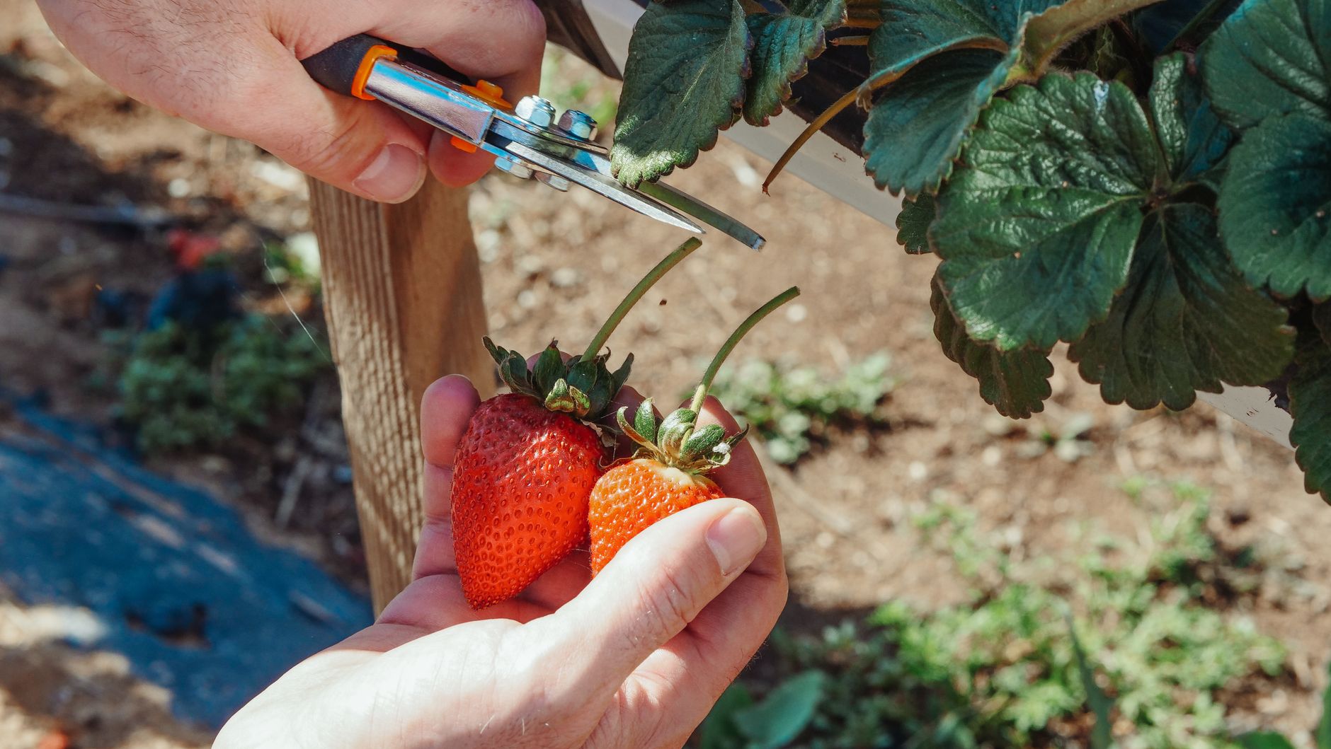 Pruning tools