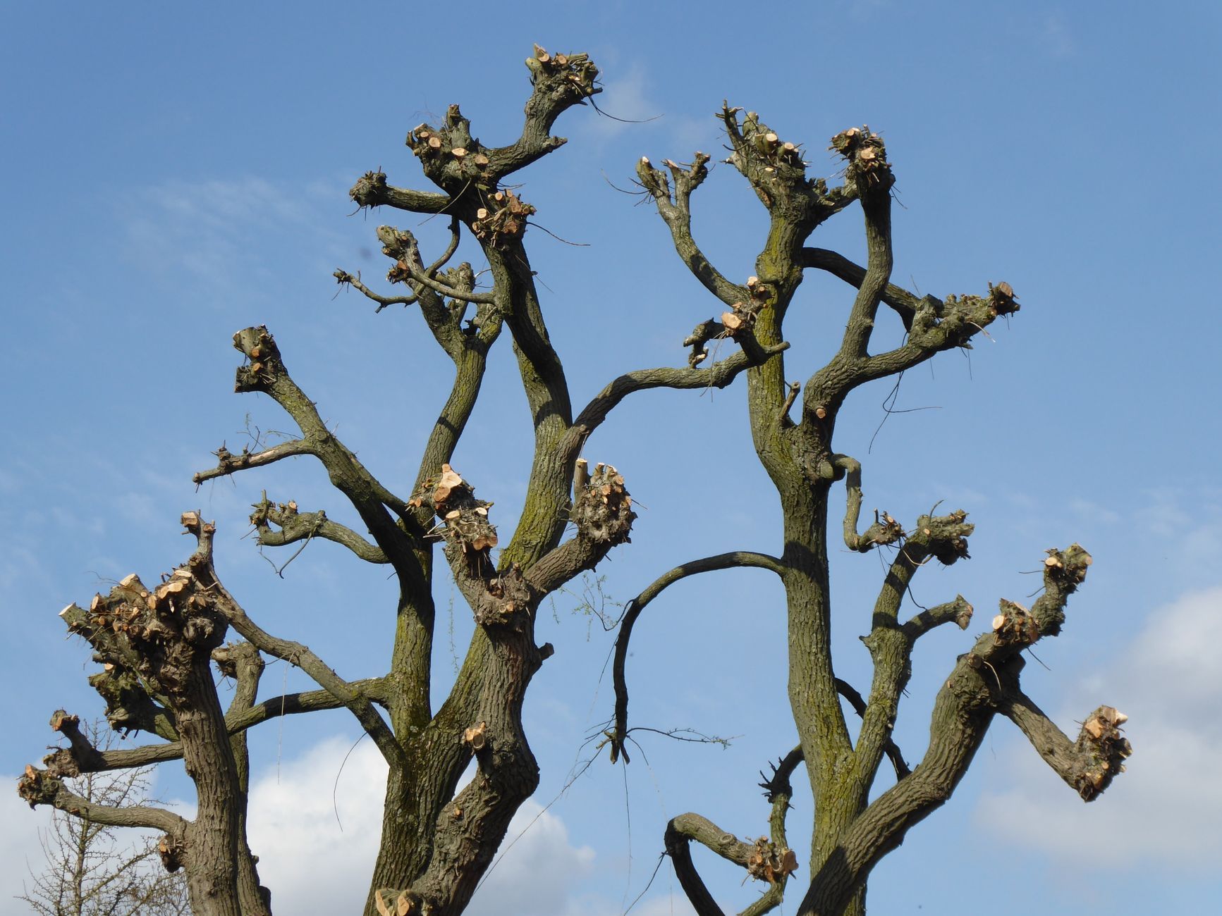 Pruning cuts