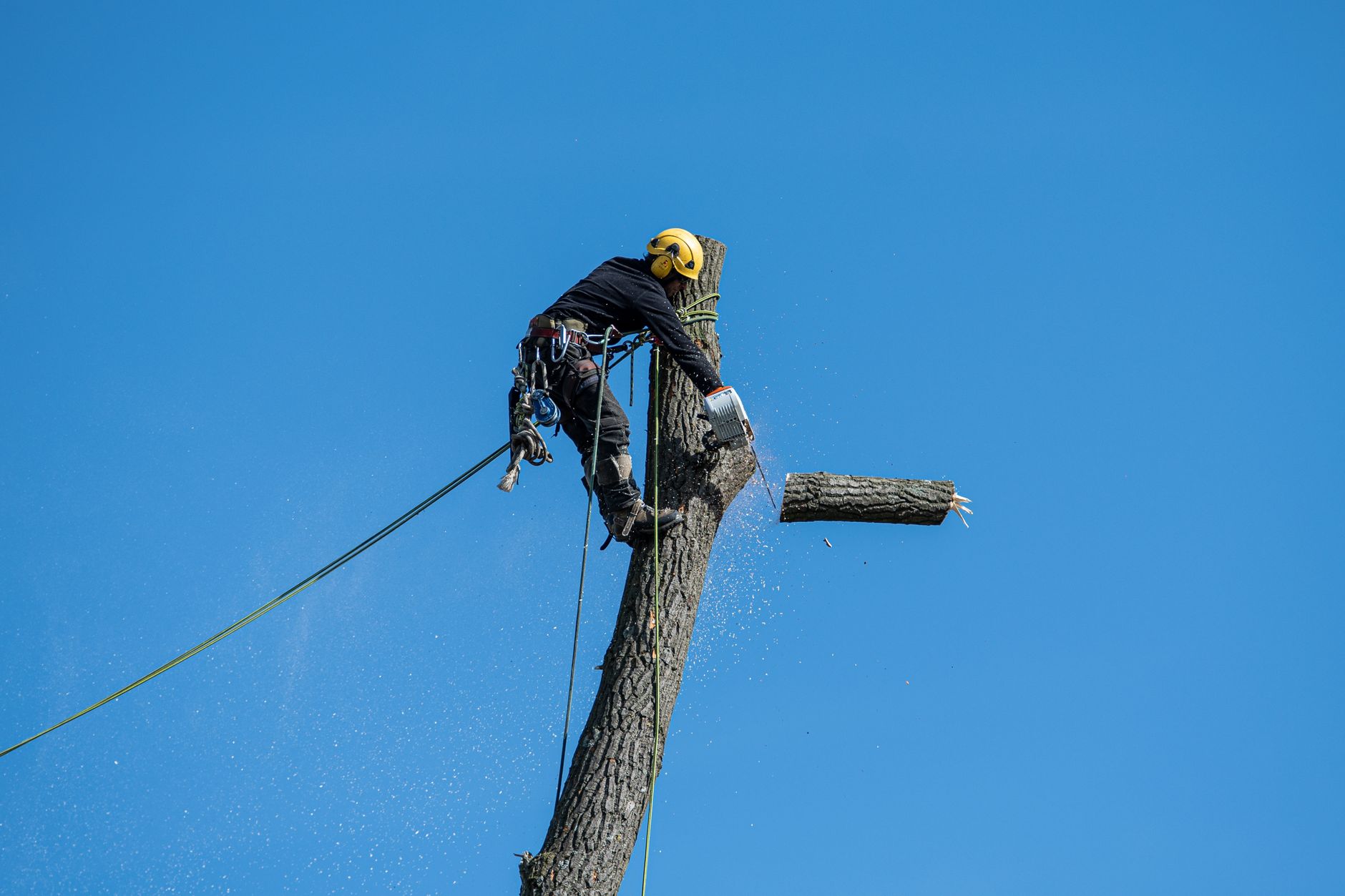 3 Ds of pruning