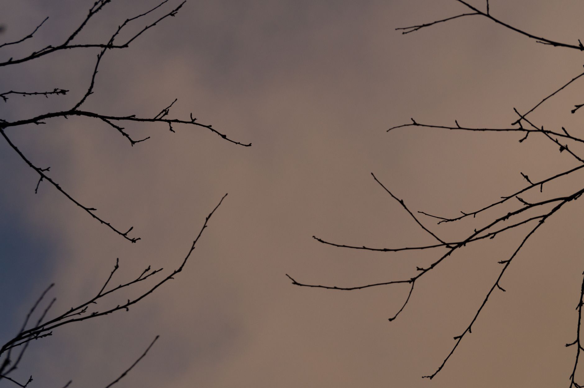 Thinning branches